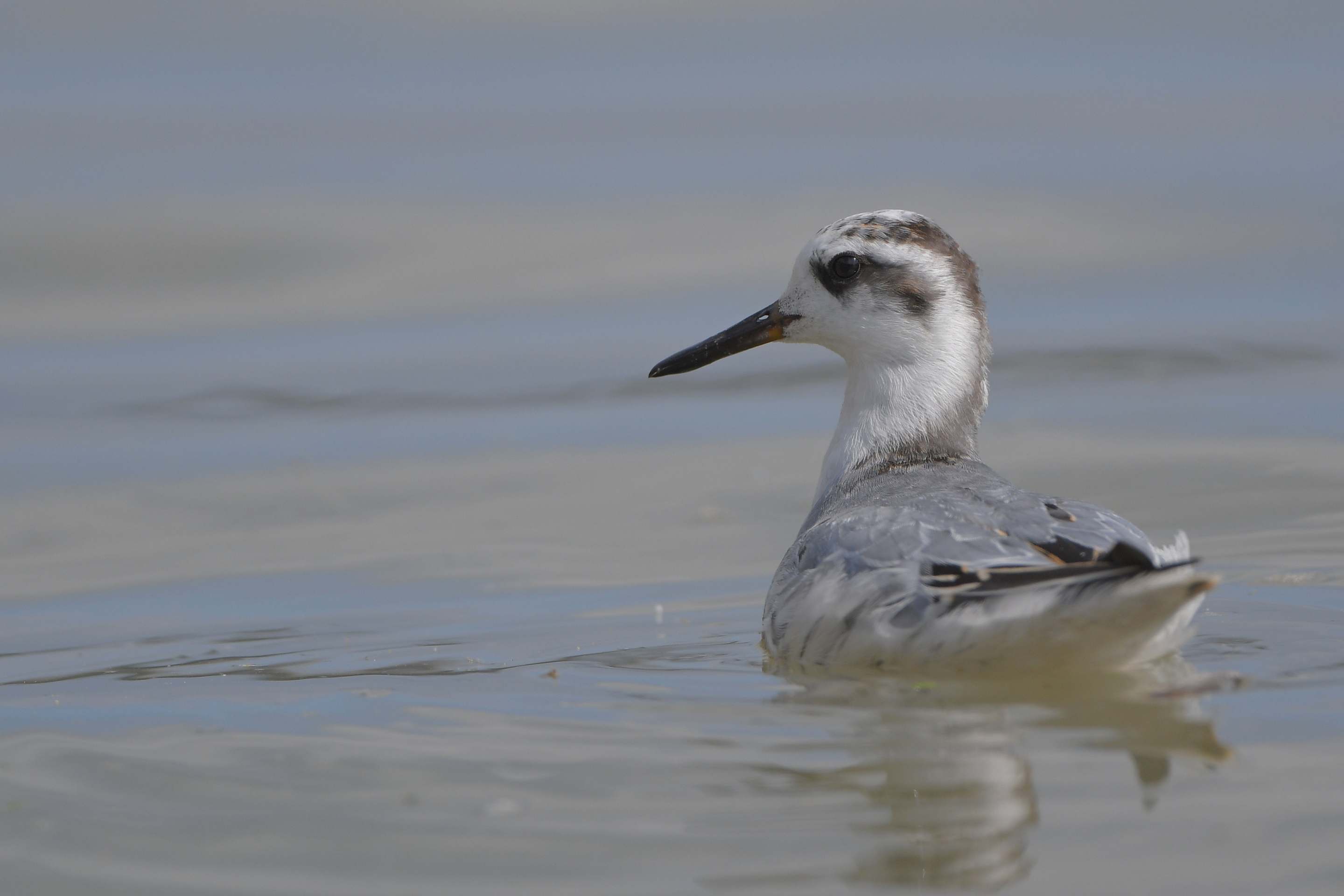 Ein Thorshühnchen schwimmt auf einem Gewässer.