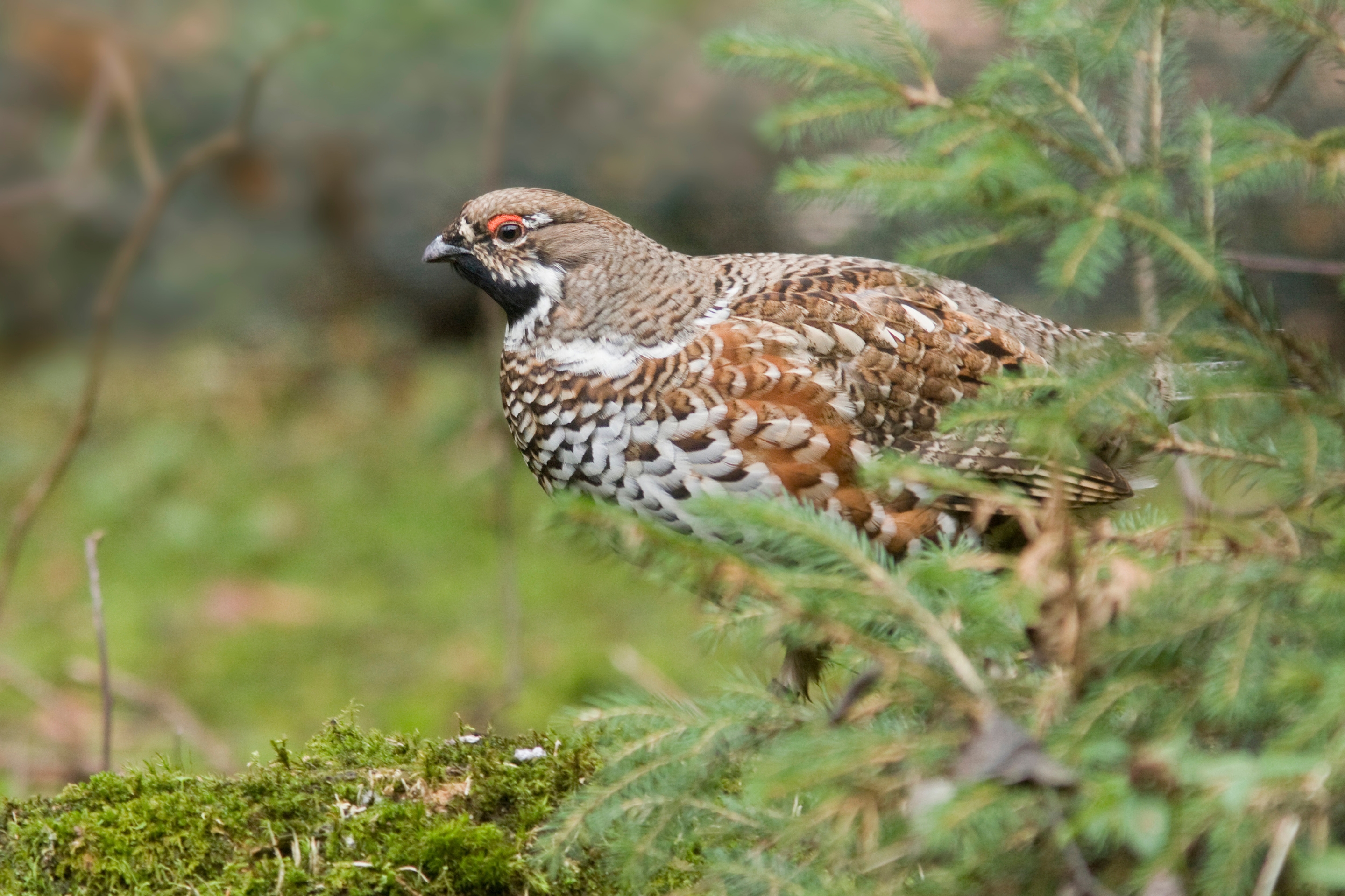 Ein Haselhuhn im Wald. 