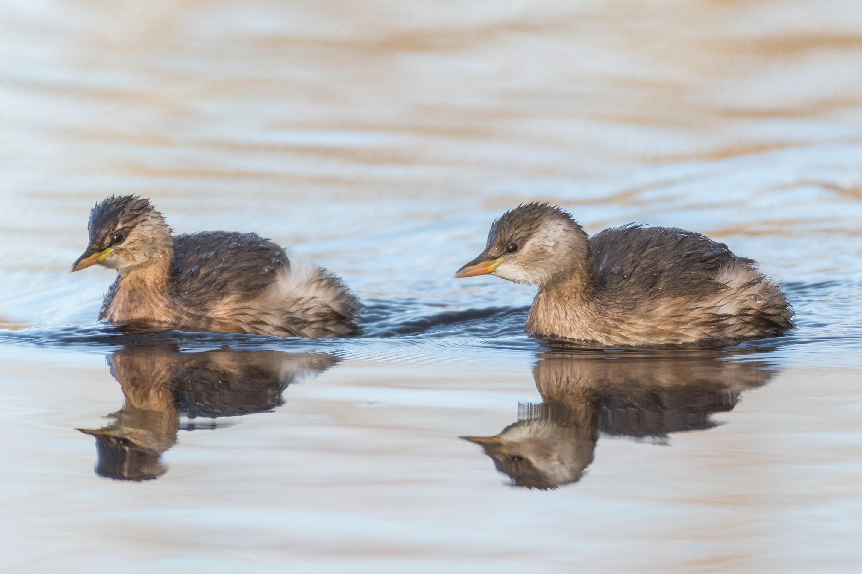 Zwei Zwergtaucher schwimmen im Wasser.