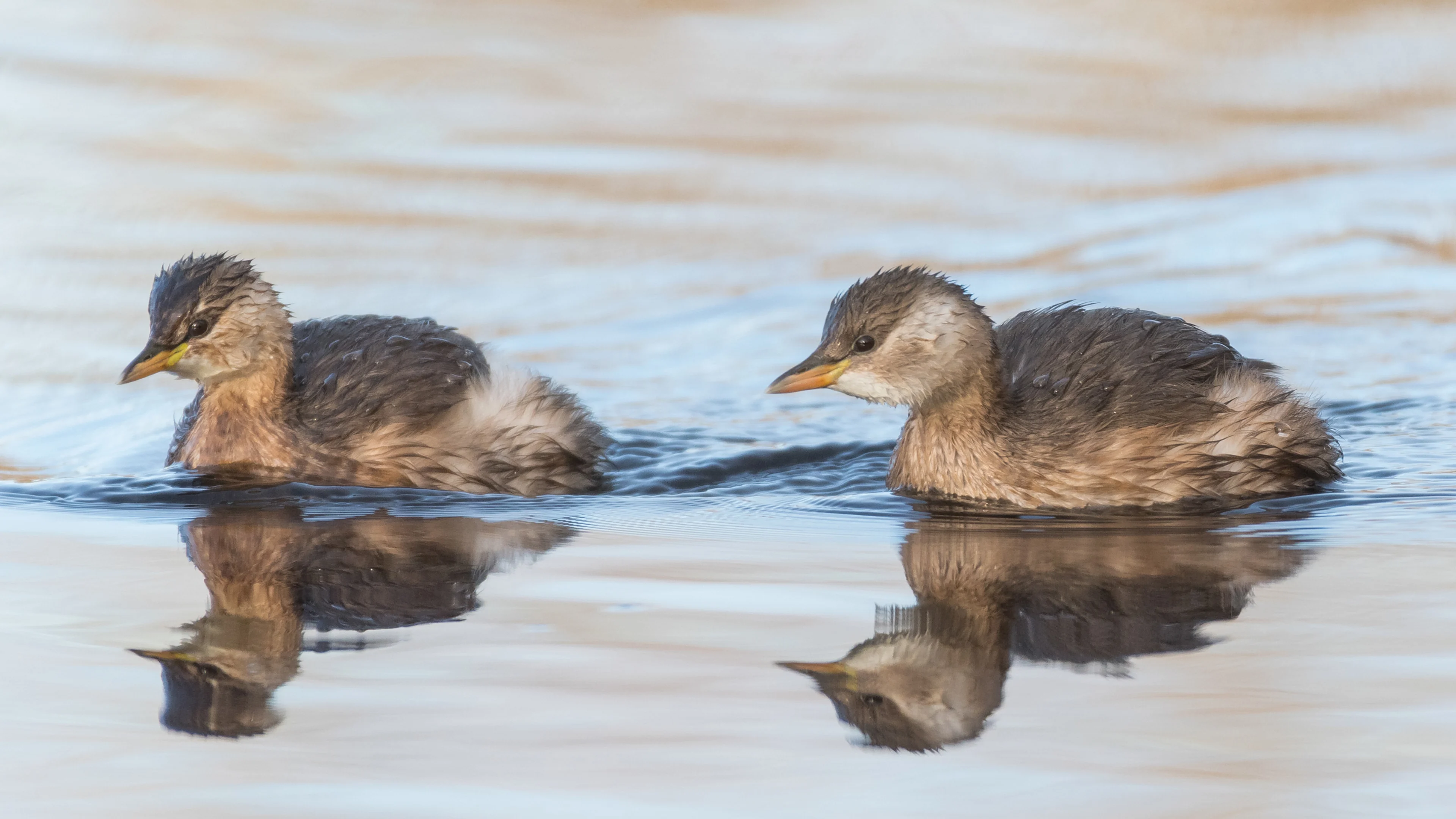 Zwei Zwergtaucher schwimmen im Wasser.