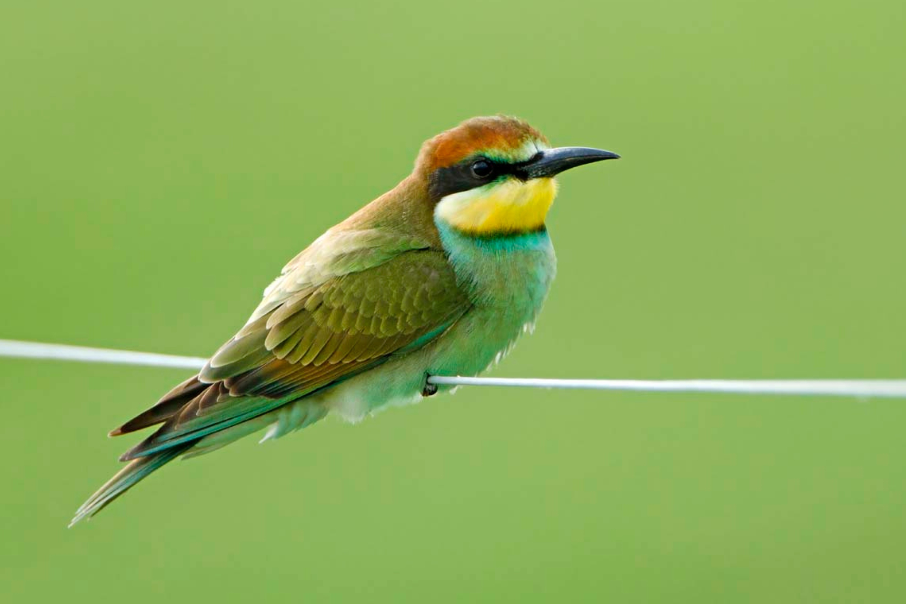 Ein junger Bienenfresser sitzt auf einem Kabel.