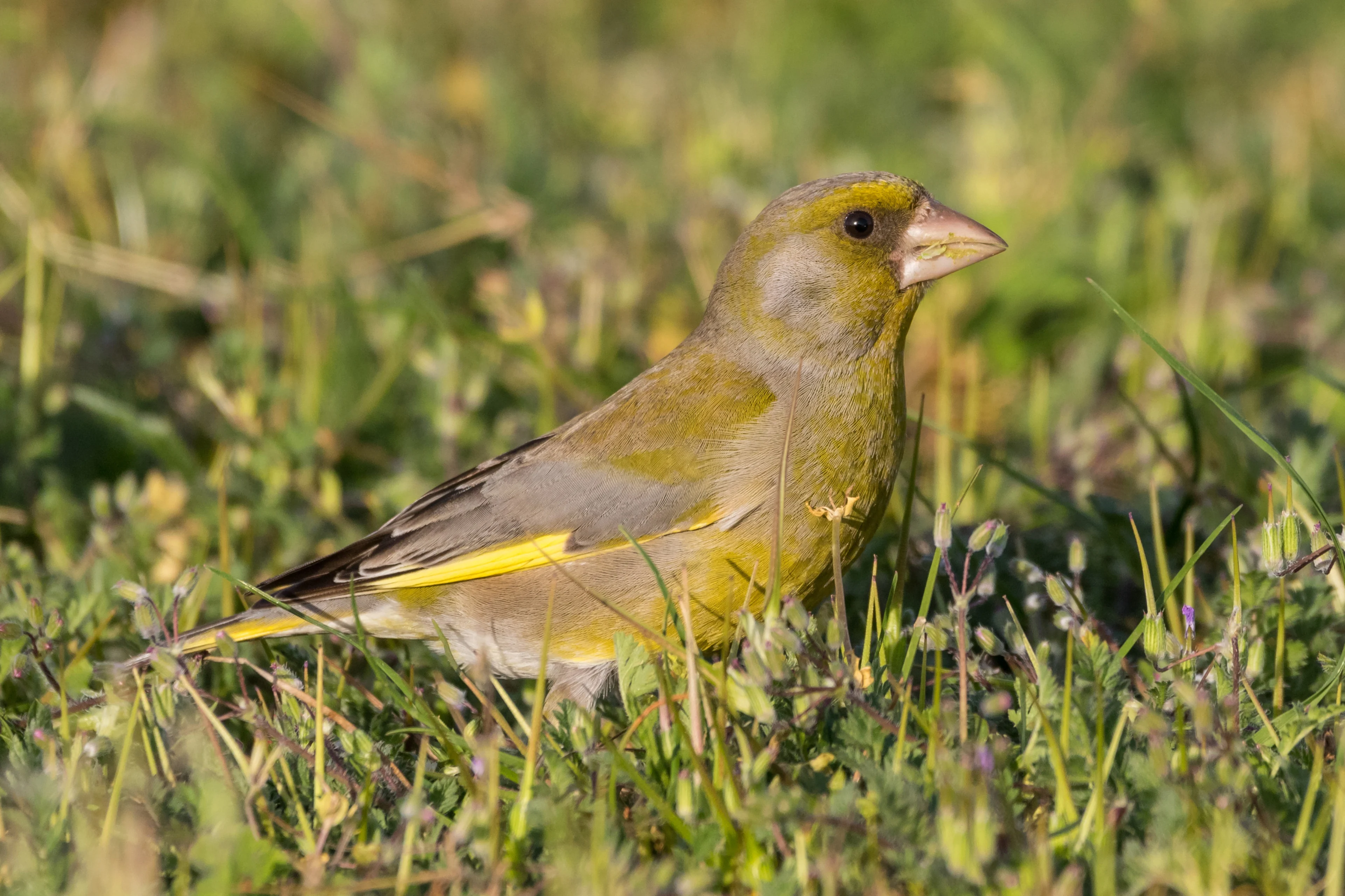 Ein Grünling Männchen sitzt in der Wiese auf Nahrungssuche.
