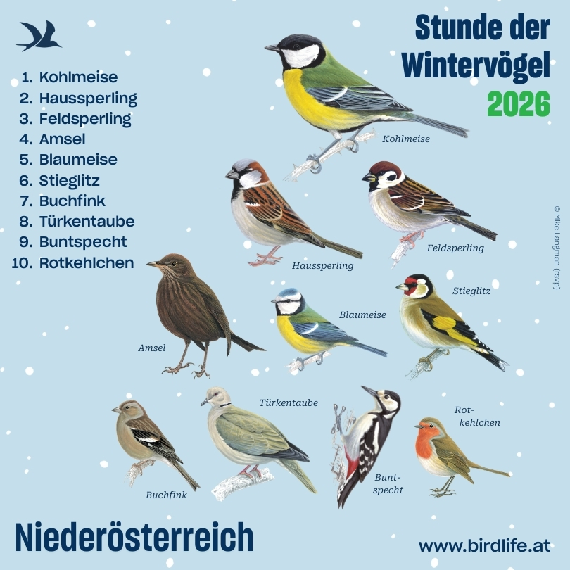 Die Top 10 Niederösterreichs der Stunde der Wintervögel.