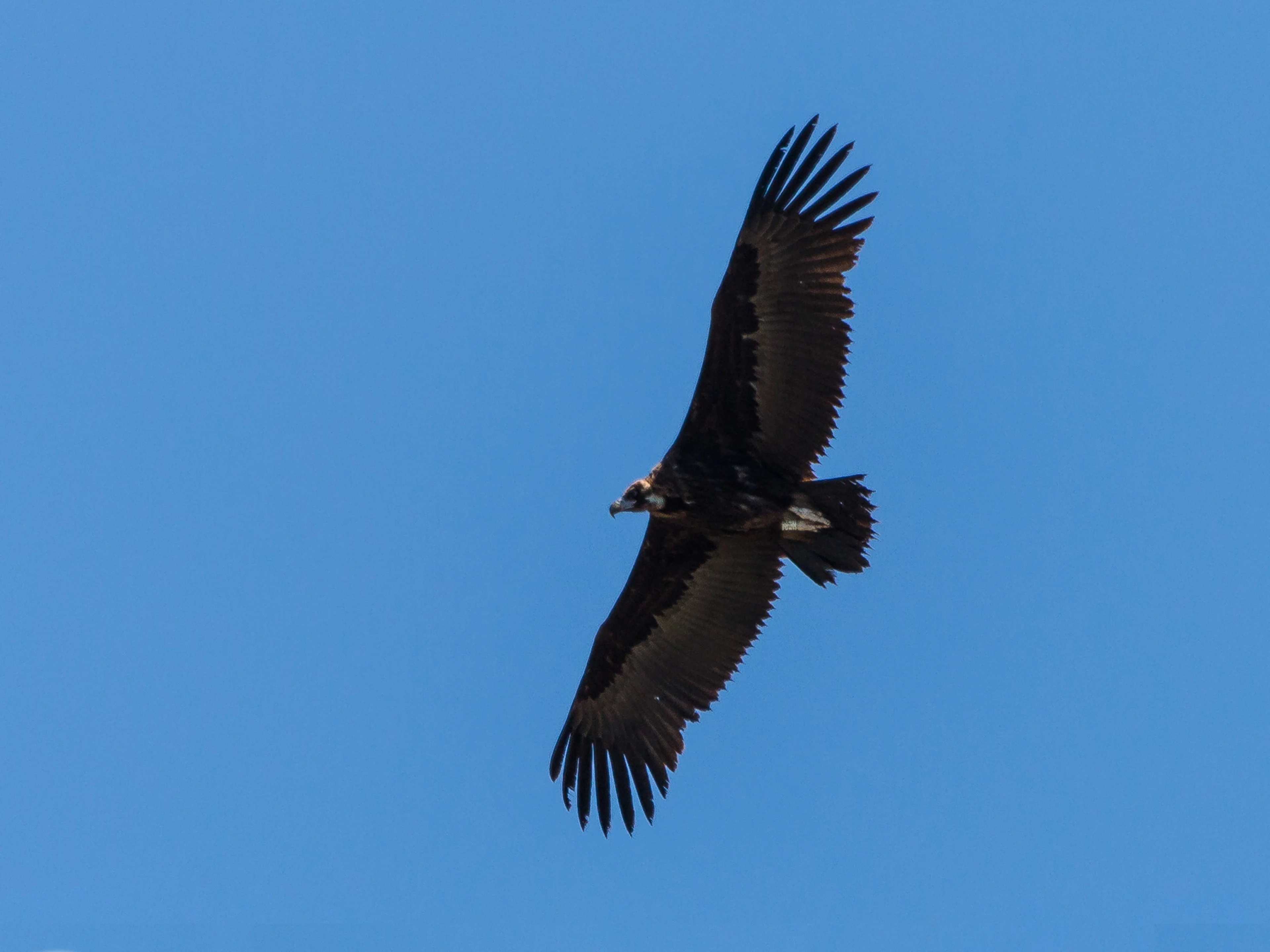 Ein Mönchsgeier im Flug über Österreich.