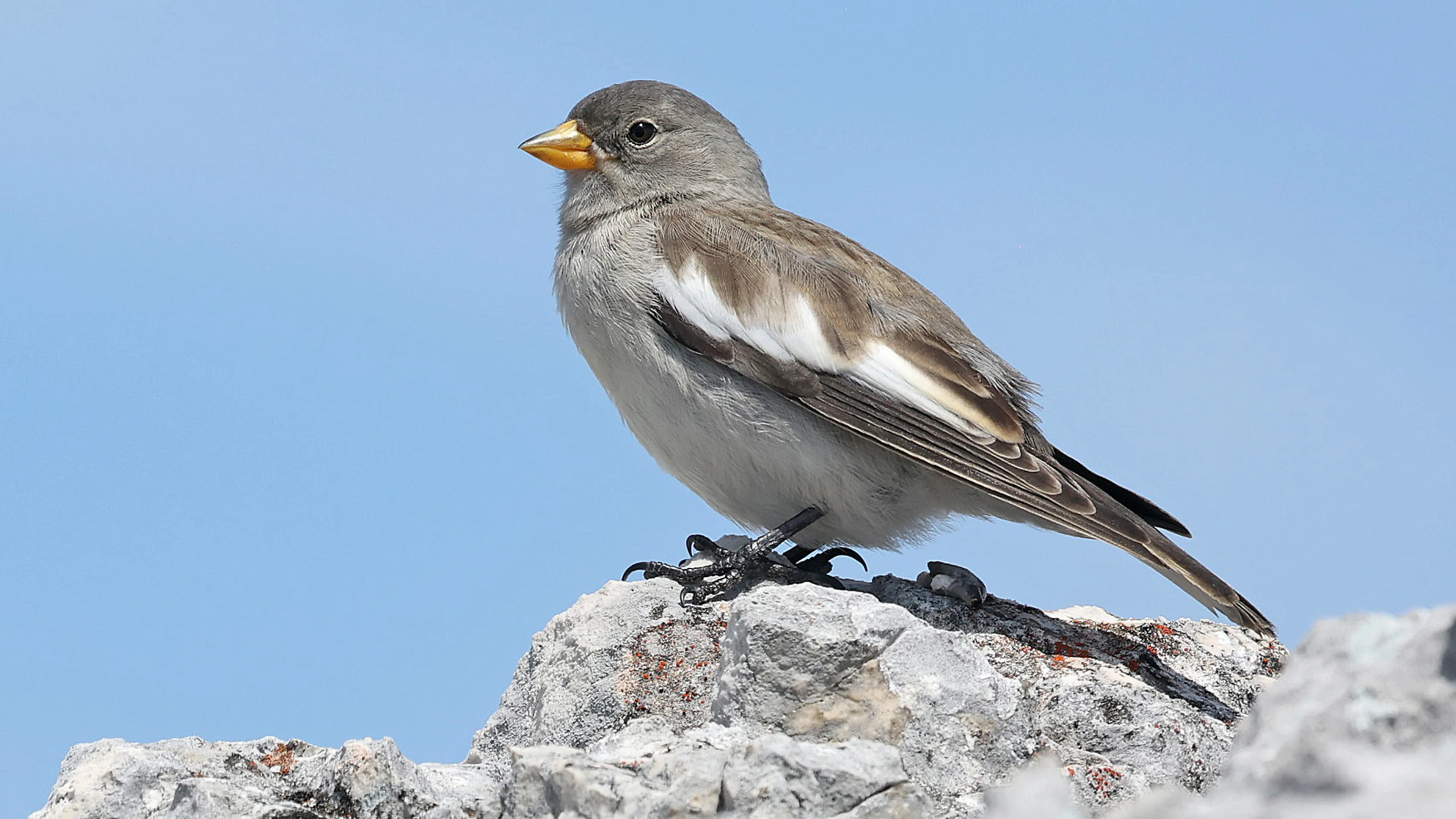 Ein junger Schneesperling in den oberösterreichischen Kalkalpen.