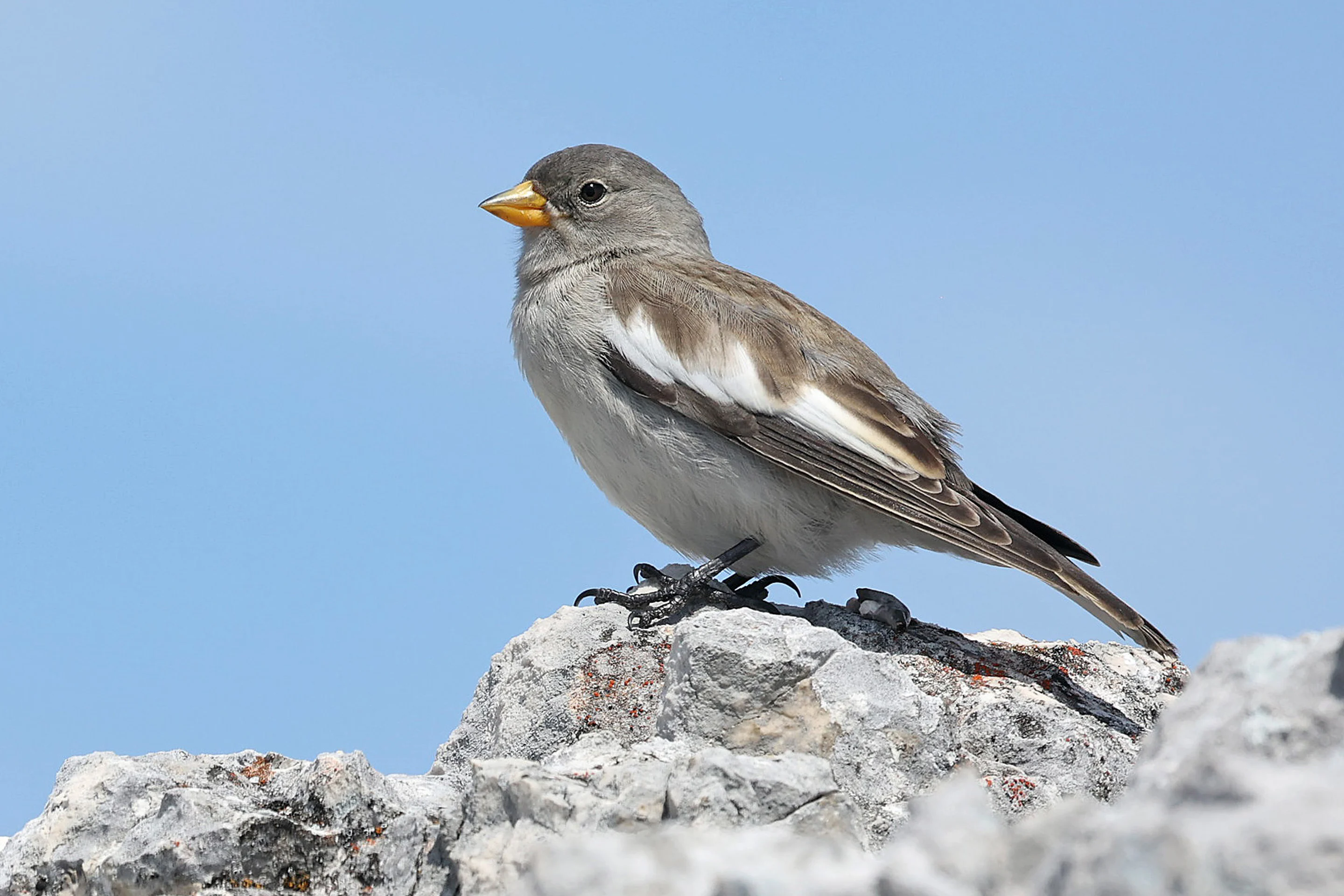 Ein junger Schneesperling in den oberösterreichischen Kalkalpen.