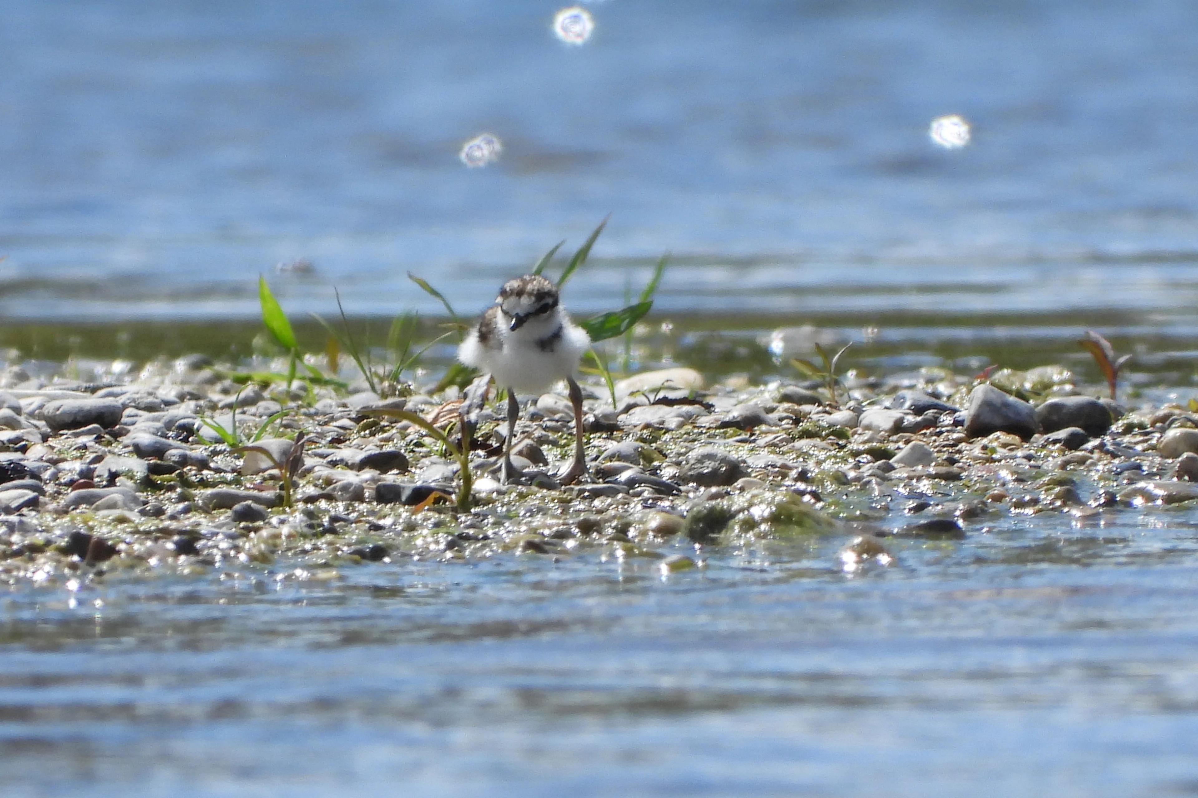 Ein junger Flussregenpfeifer am Ufer eines Flusses.