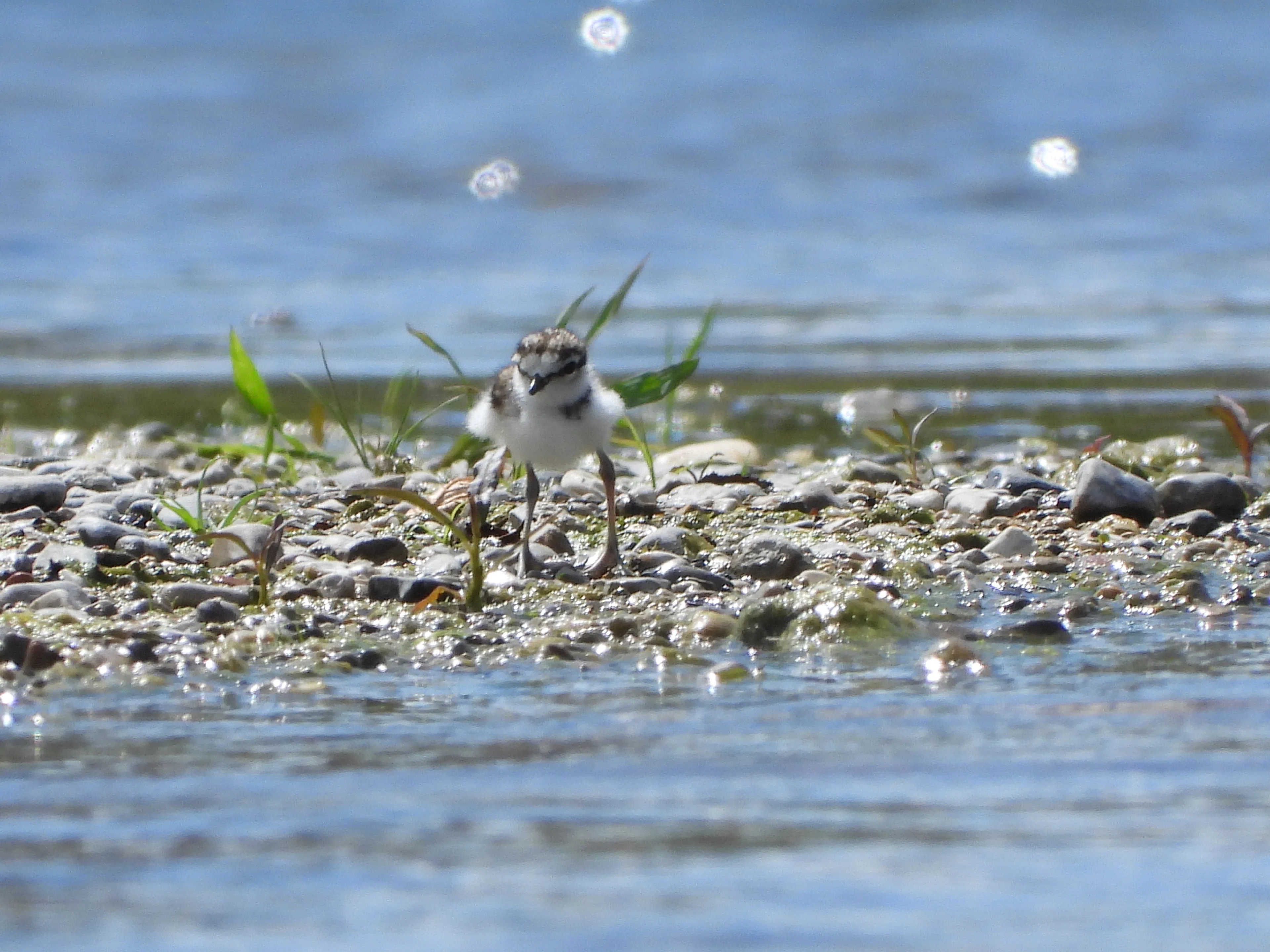 Ein junger Flussregenpfeifer am Ufer eines Flusses.