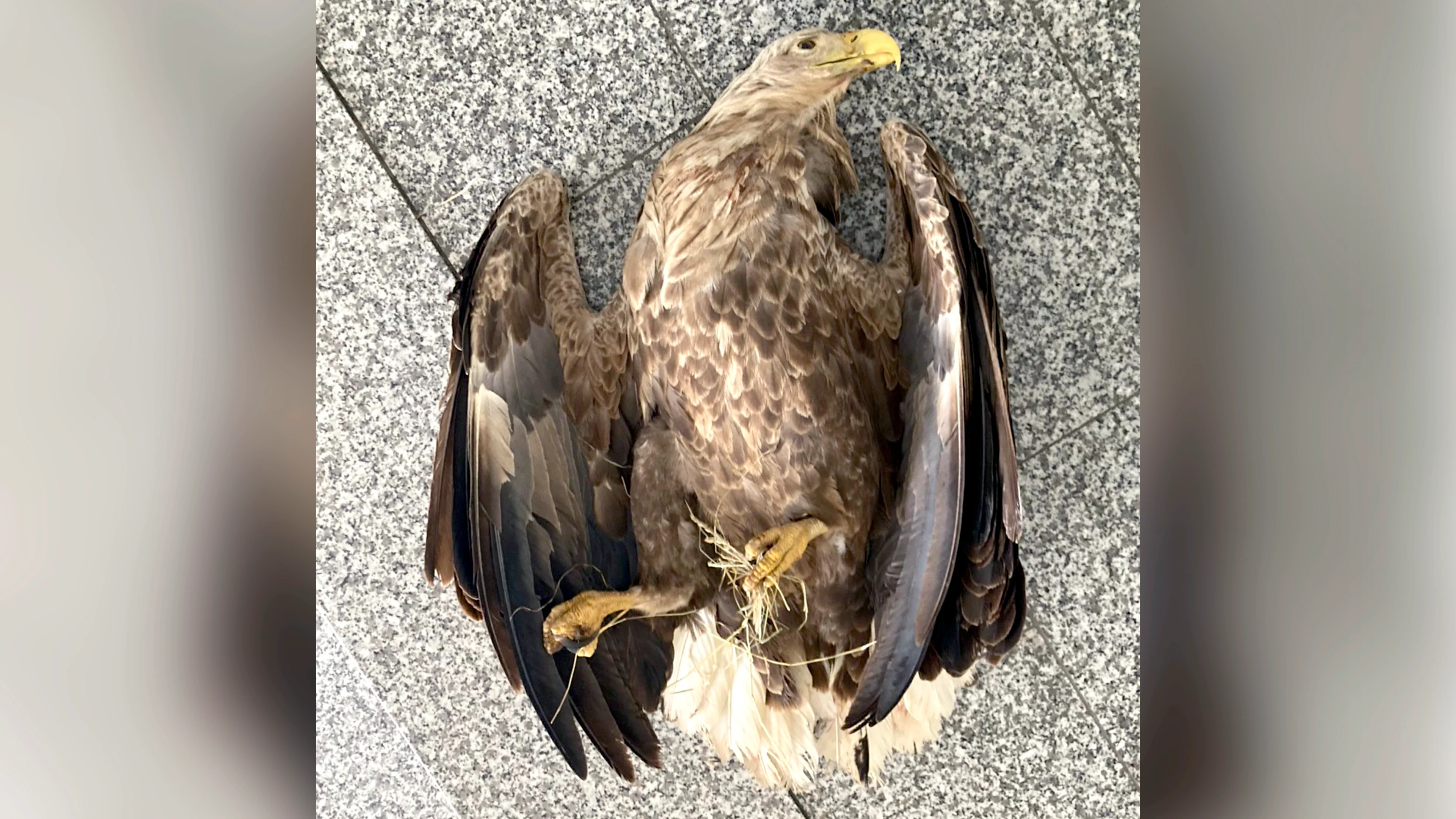 © BirdLife Österreich