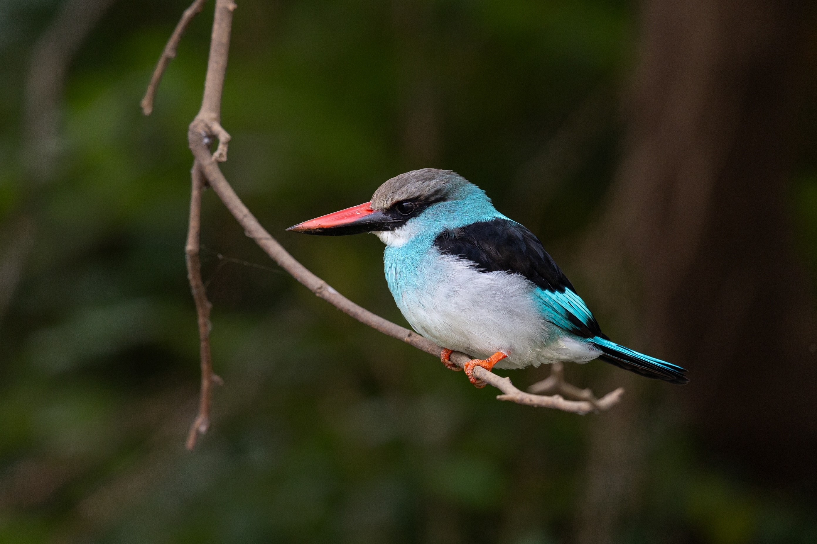 Ein bunter Vogel des der Familie der Eisvögel aus Gambia.