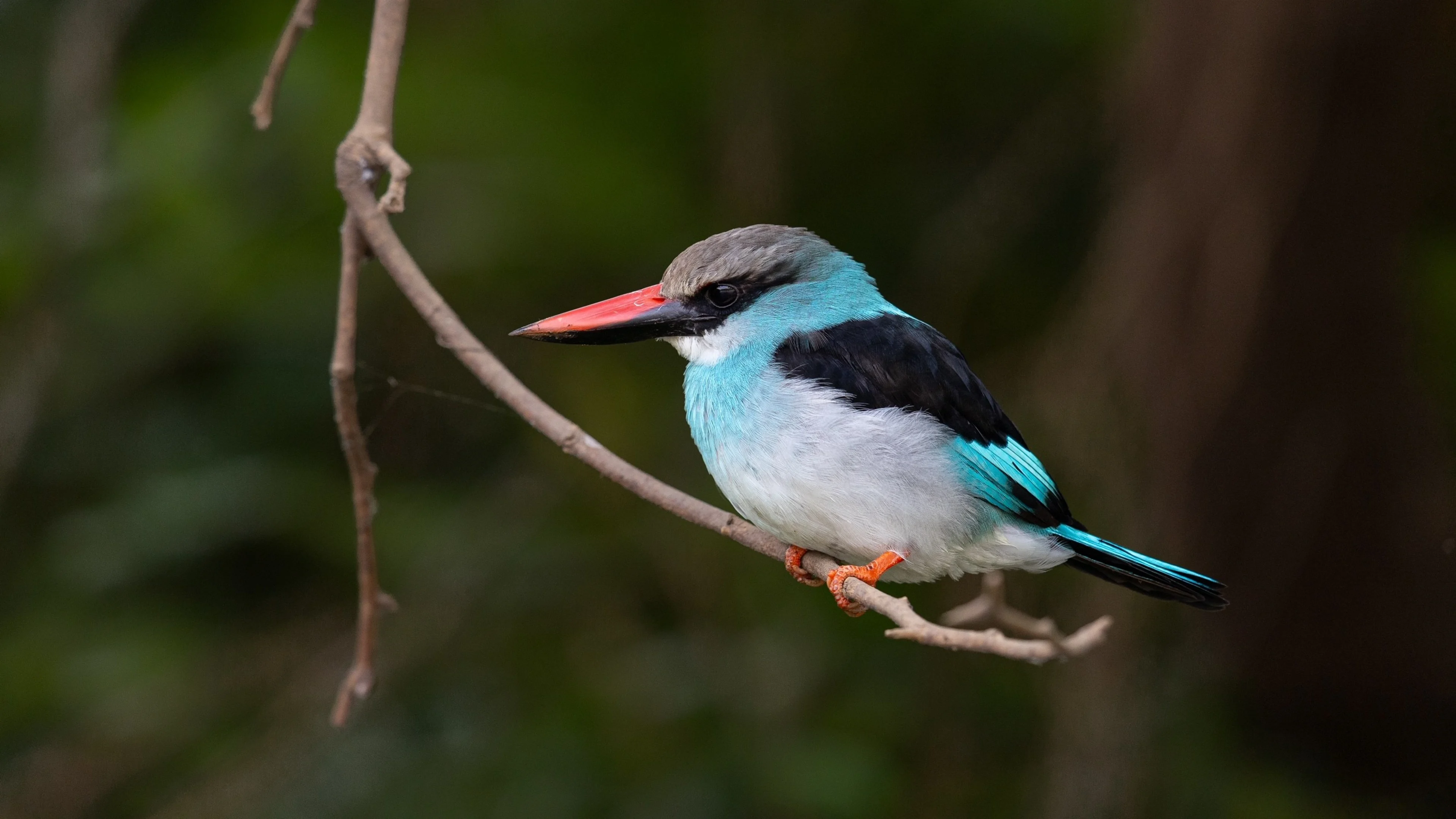 Ein bunter Vogel des der Familie der Eisvögel aus Gambia.