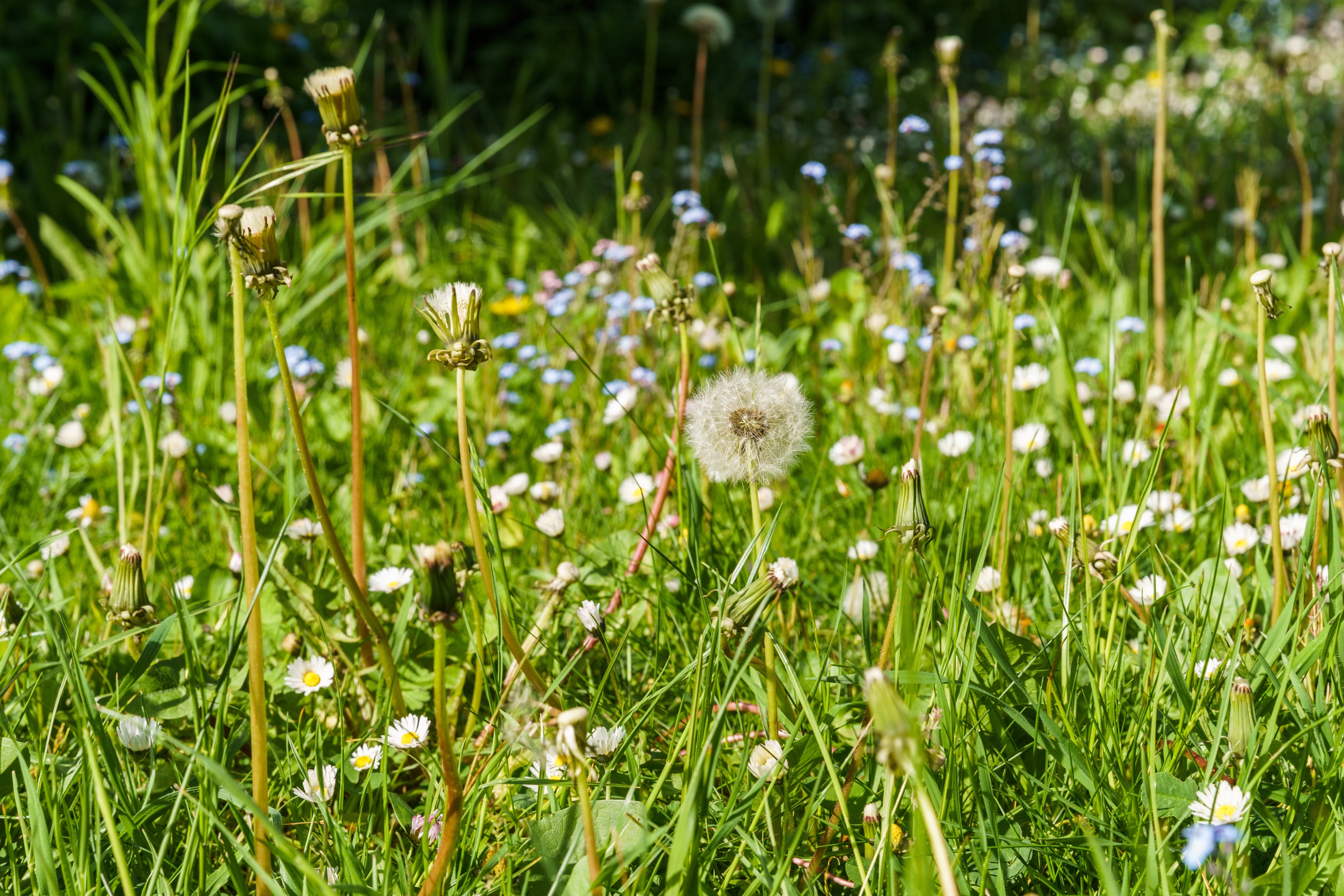 Löwenzahn und Gänseblümchen in einer frühlingshaften Wiese.