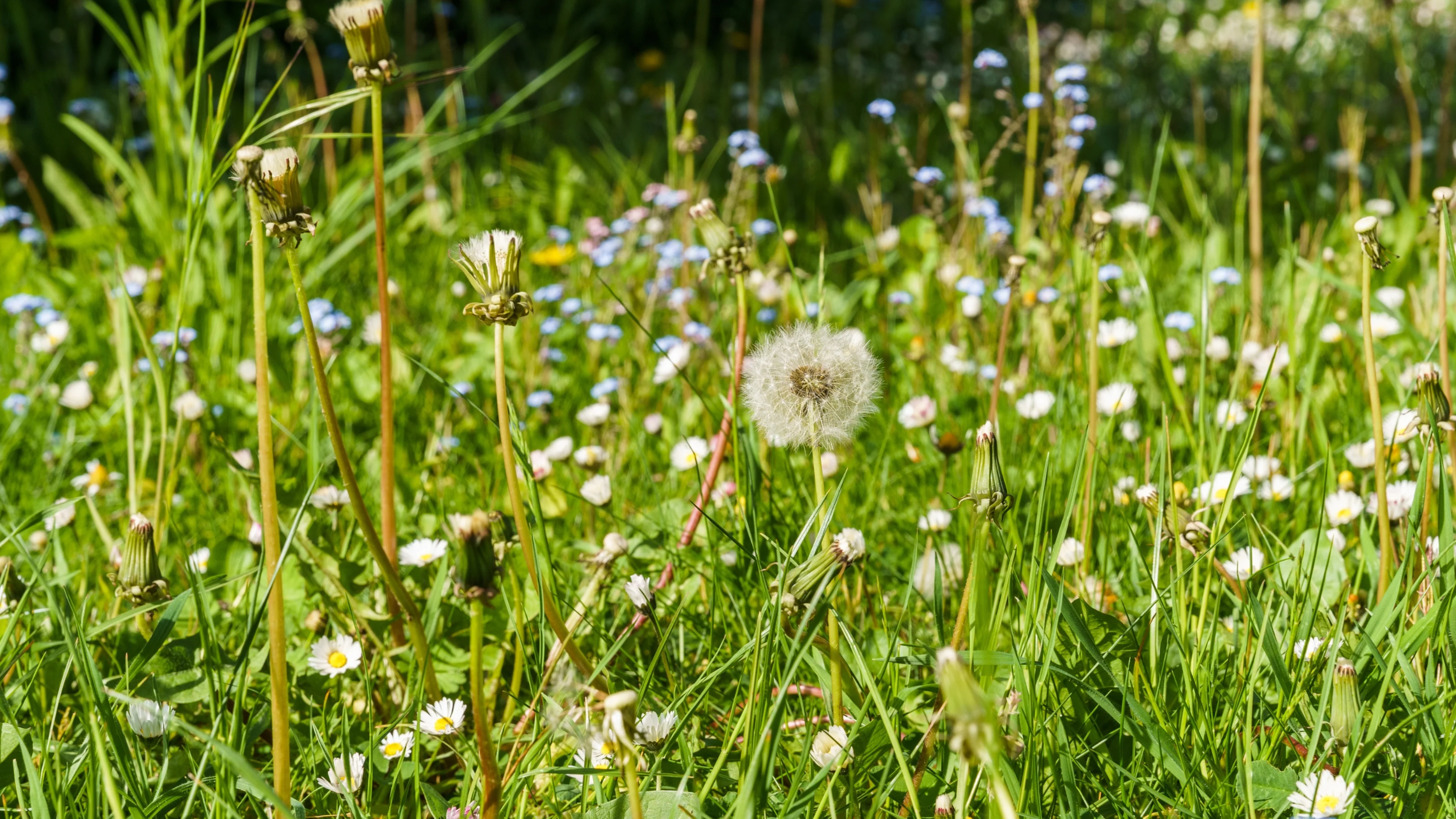 Löwenzahn und Gänseblümchen in einer frühlingshaften Wiese.