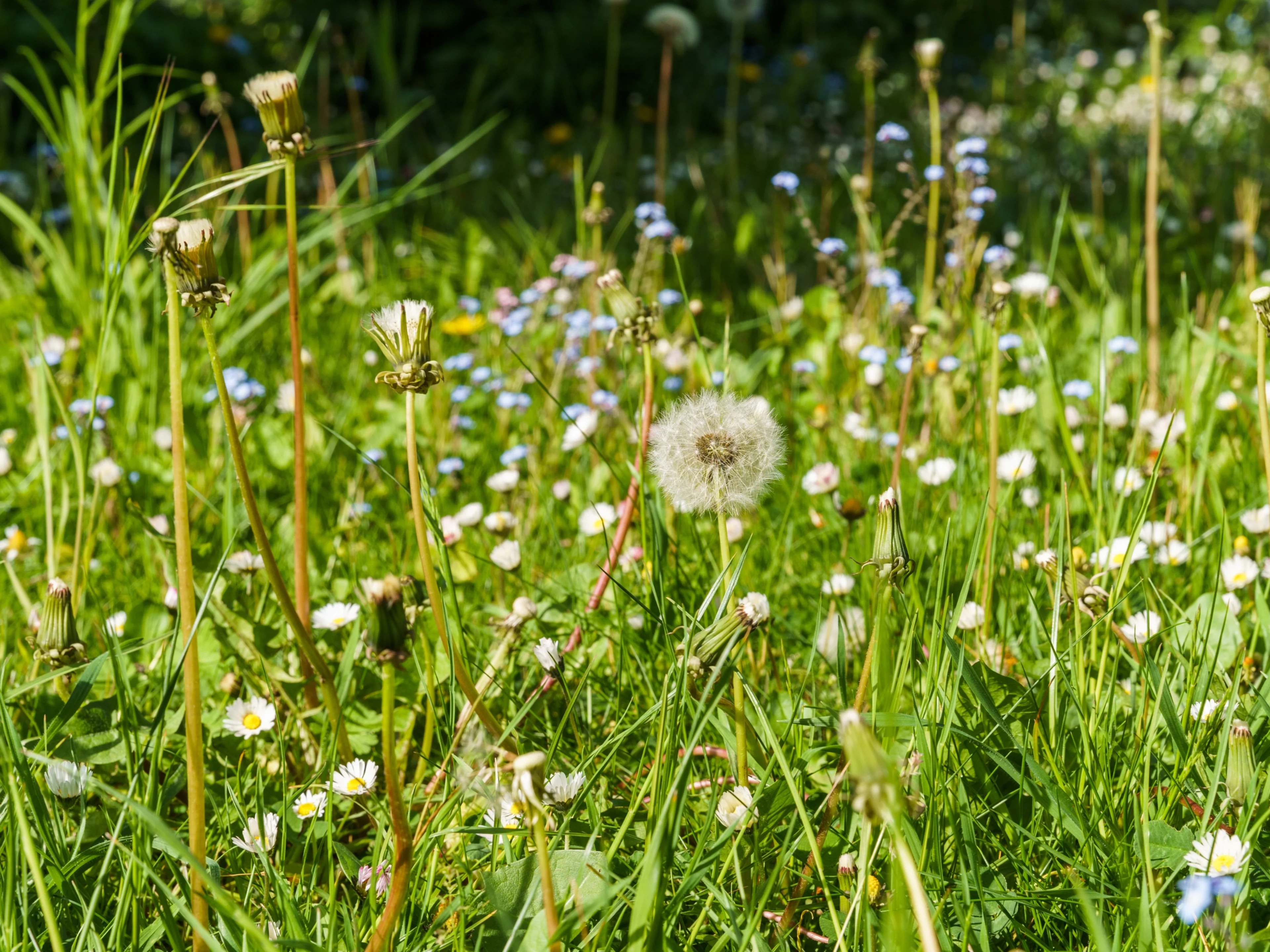 Löwenzahn und Gänseblümchen in einer frühlingshaften Wiese.