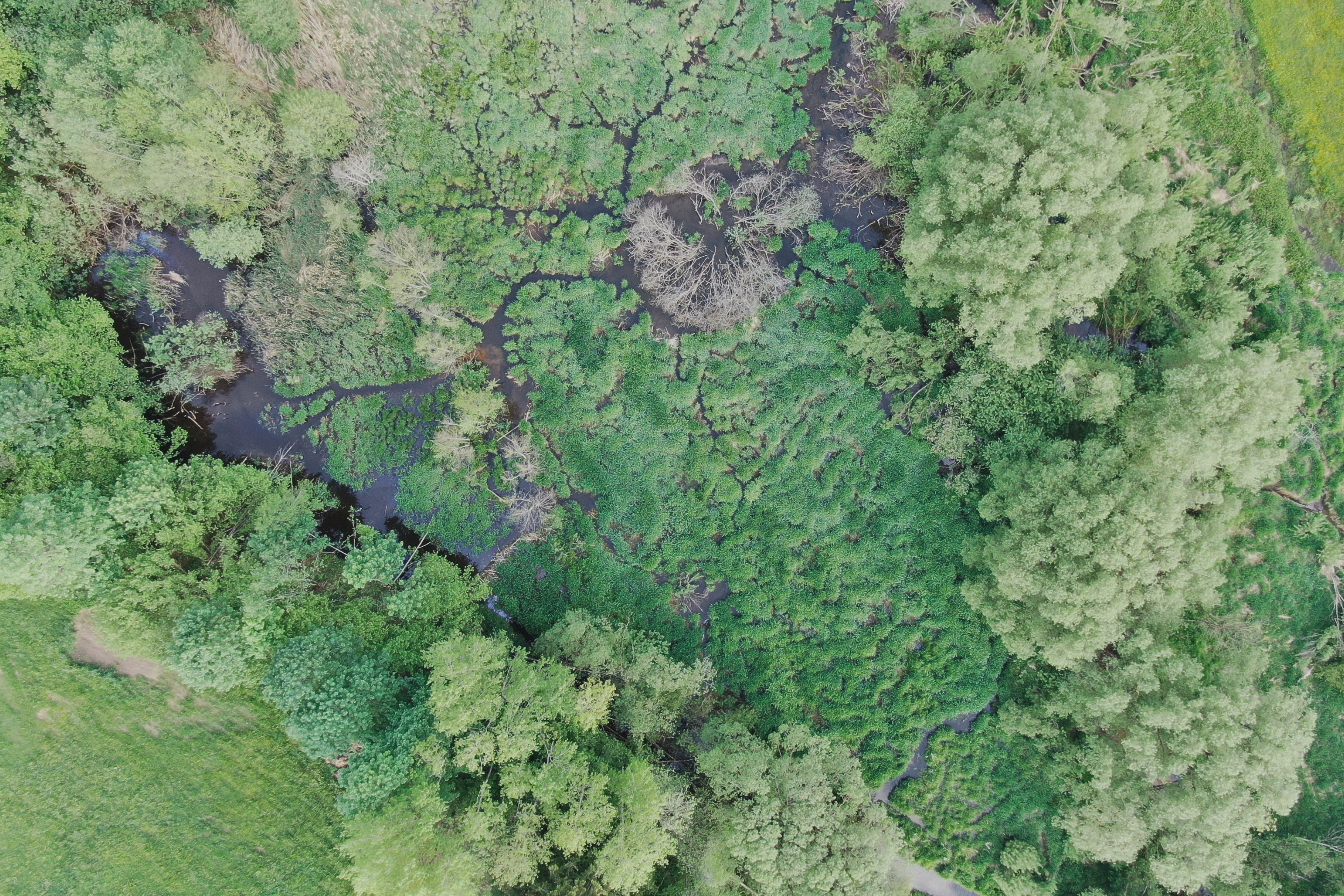 Die Fläche in Angelbach hat sich dank eines Biberdamms natürlich aufgestaut und stellt nun ein tolles Habitat dar.