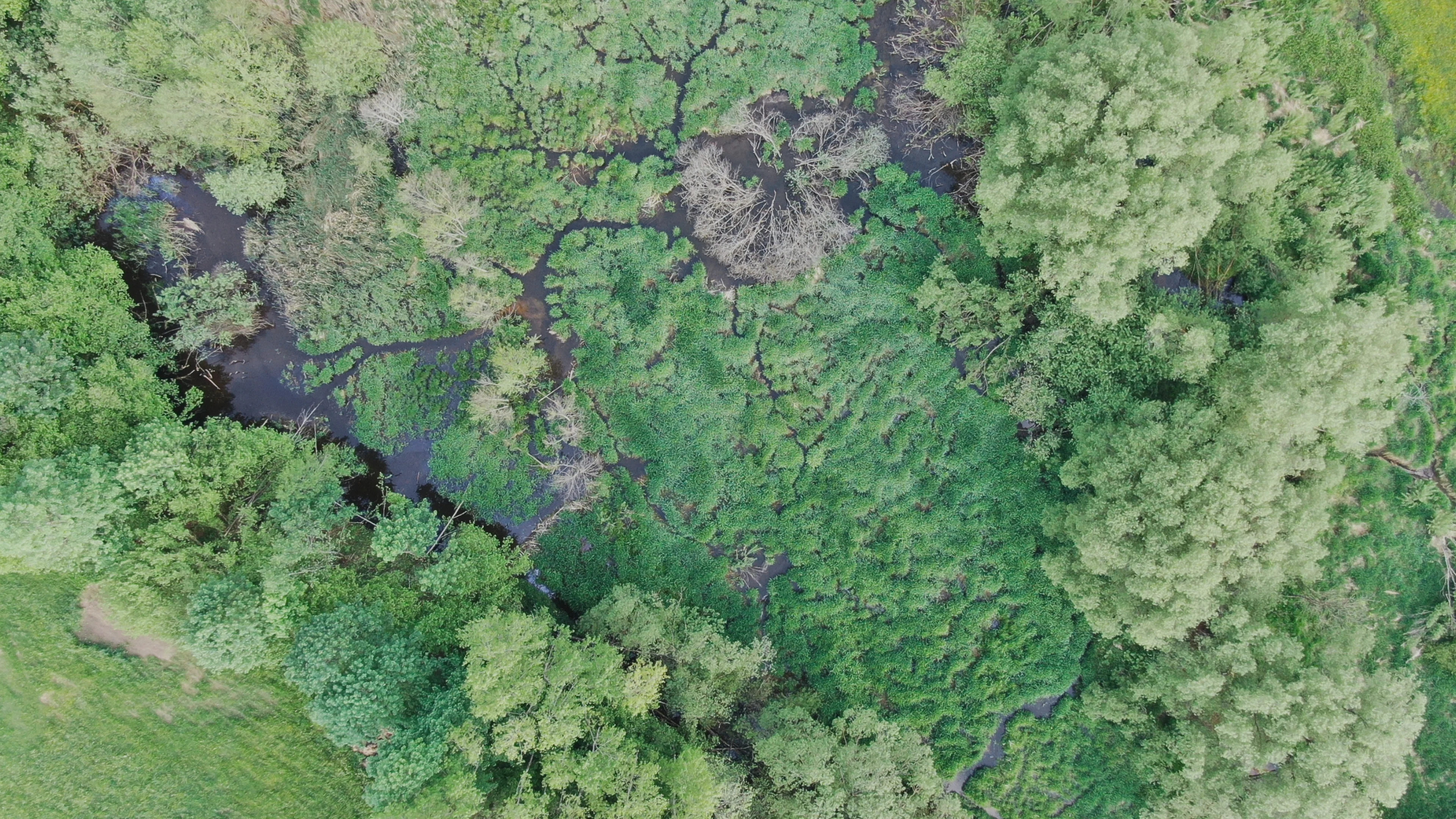 Die Fläche in Angelbach hat sich dank eines Biberdamms natürlich aufgestaut und stellt nun ein tolles Habitat dar.