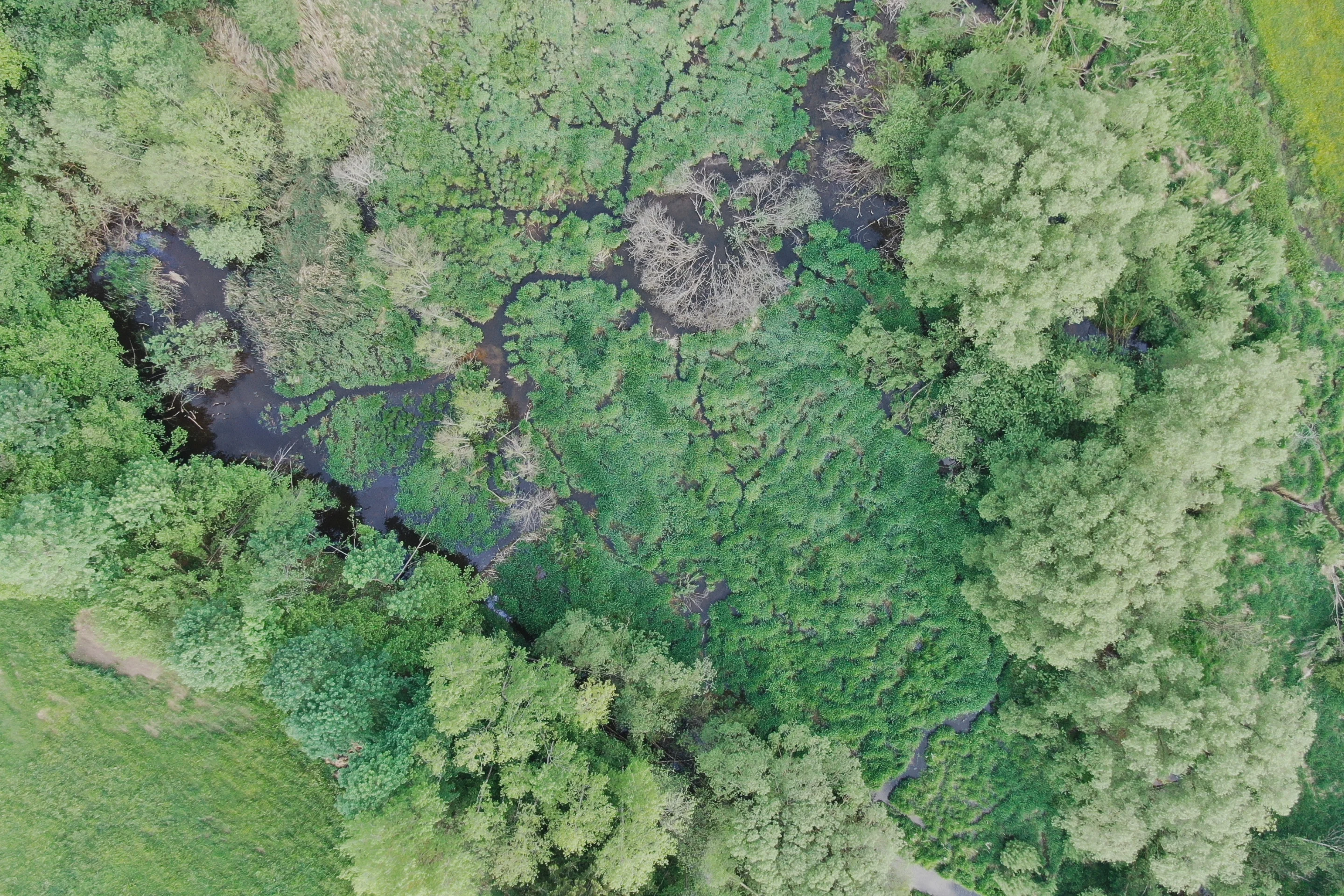 Die Fläche in Angelbach hat sich dank eines Biberdamms natürlich aufgestaut und stellt nun ein tolles Habitat dar.