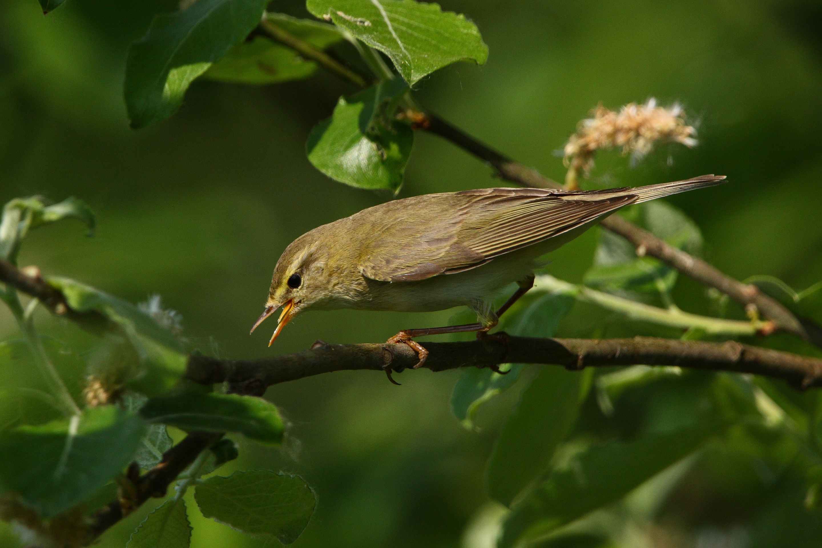 Ein Fitis singt in einem Wäldchen.