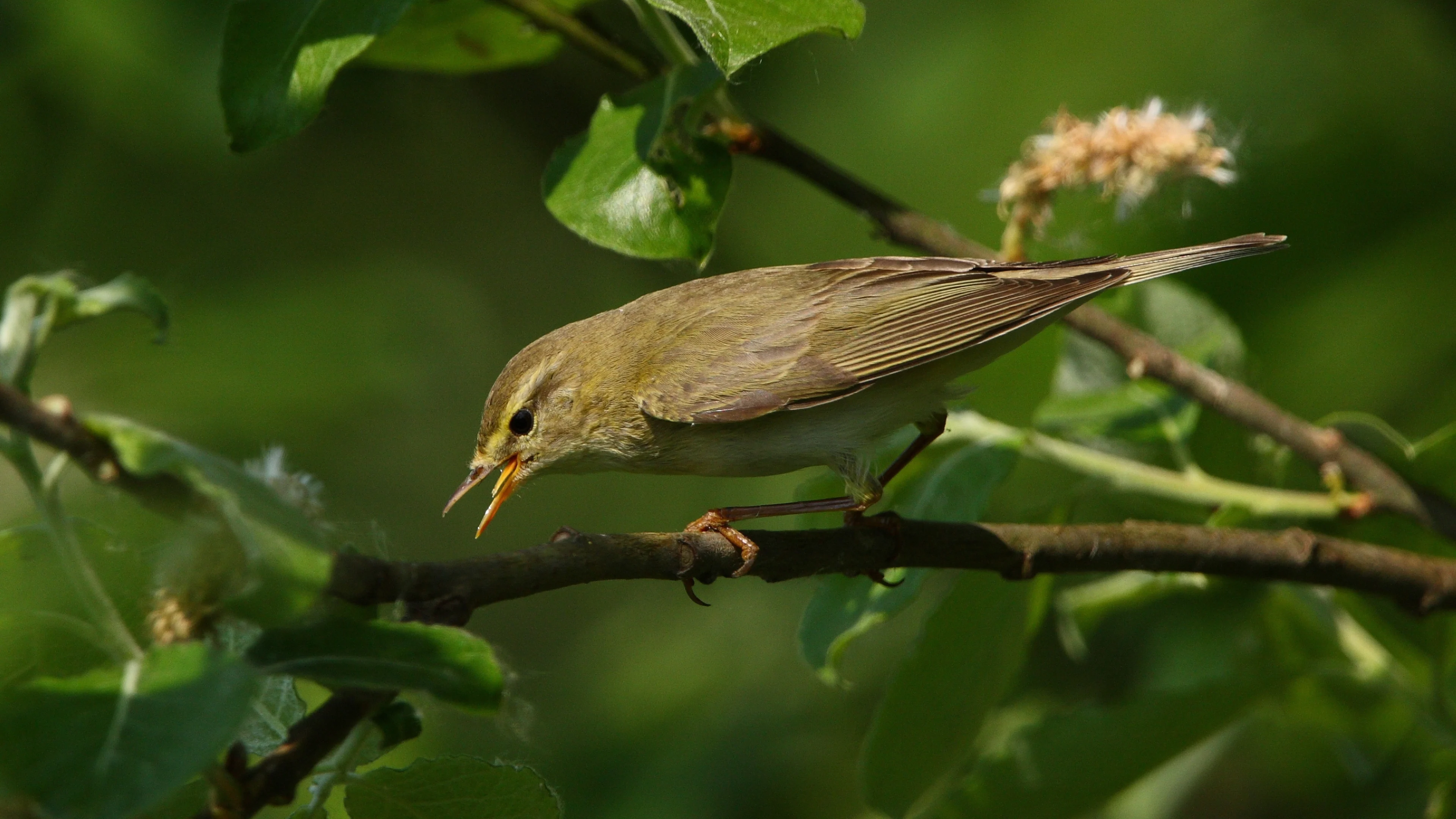Ein Fitis singt in einem Wäldchen.