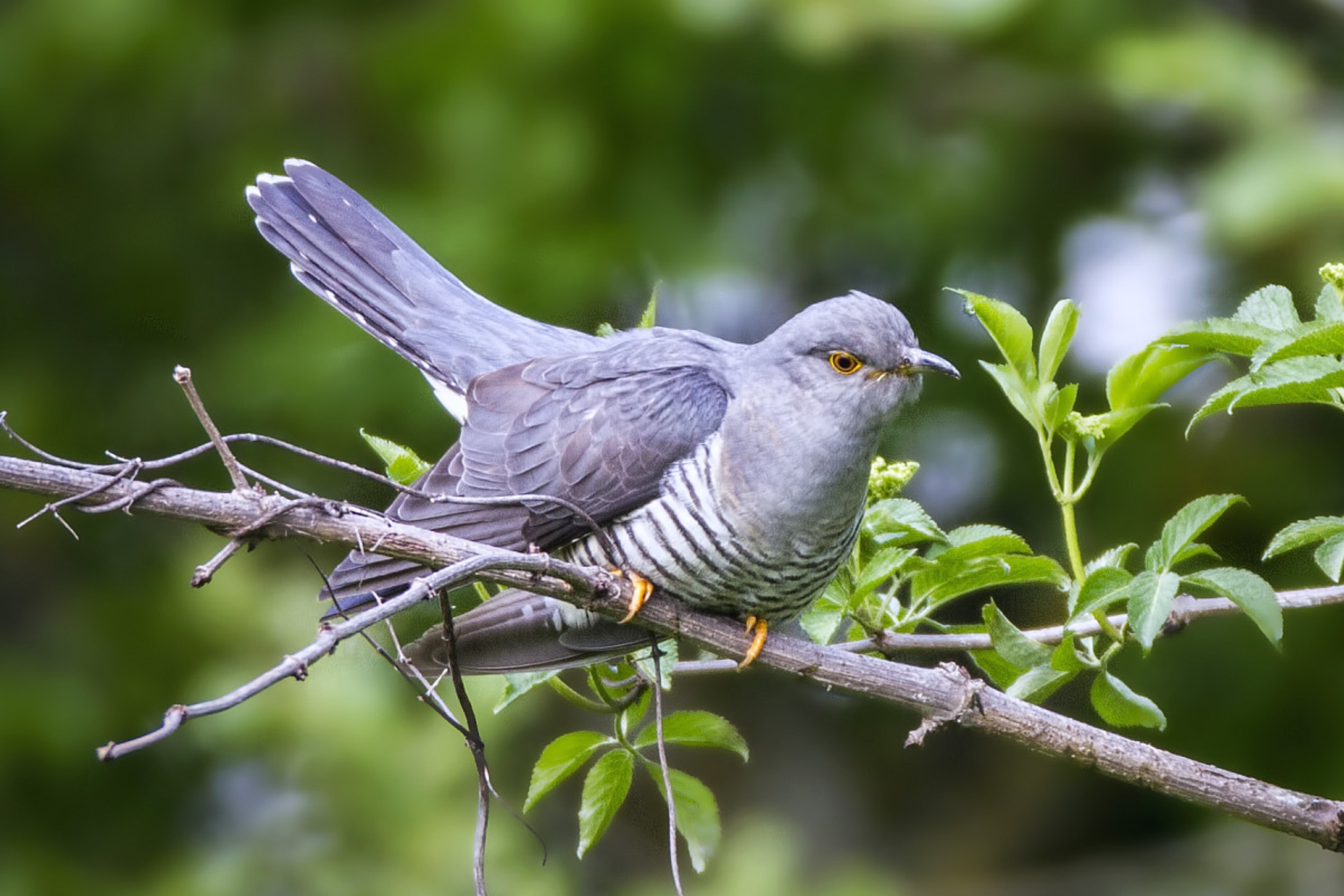 Ein Kuckuck sitzt auf einem Ast im Frühling.