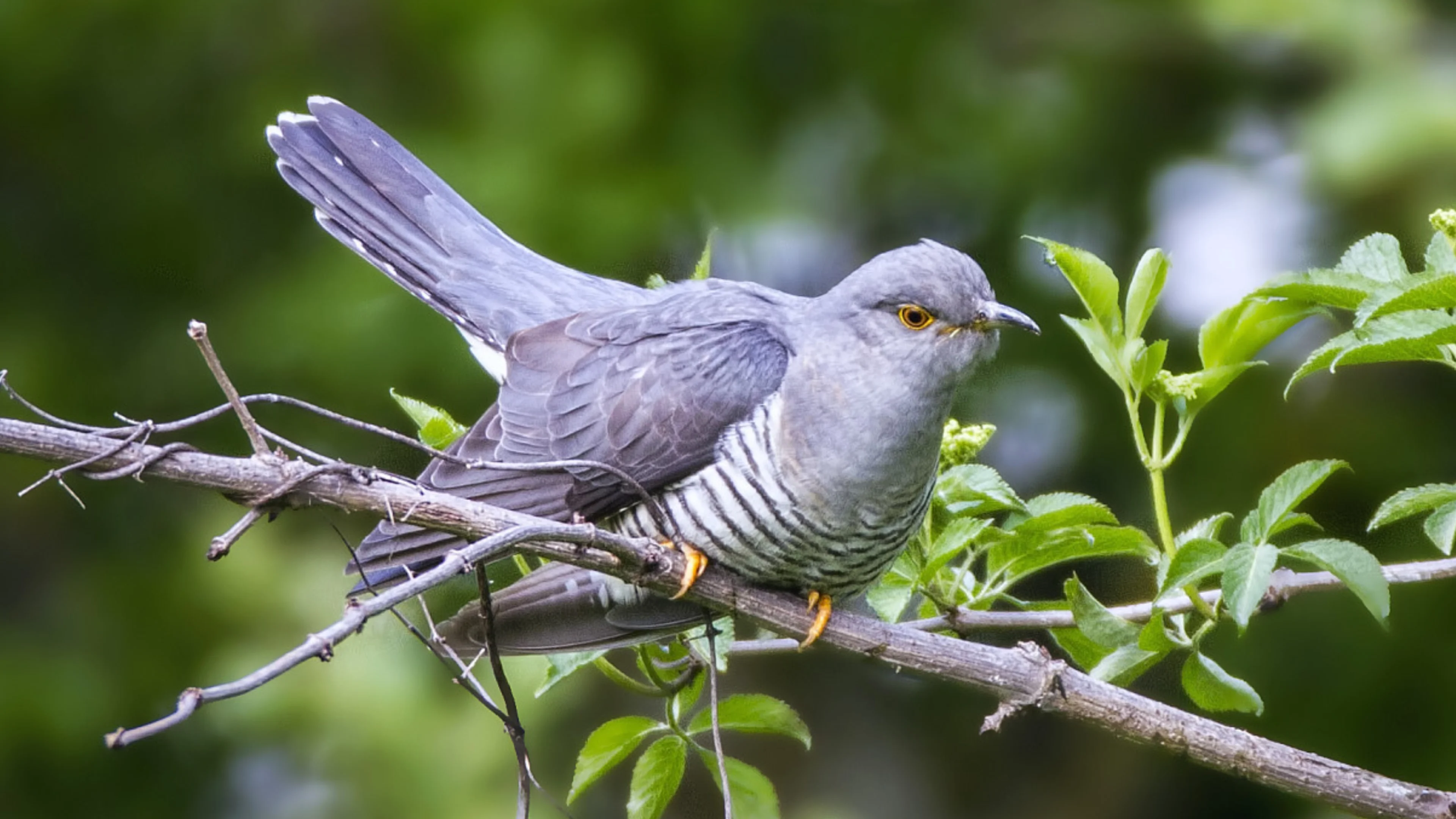 Ein Kuckuck sitzt auf einem Ast im Frühling.