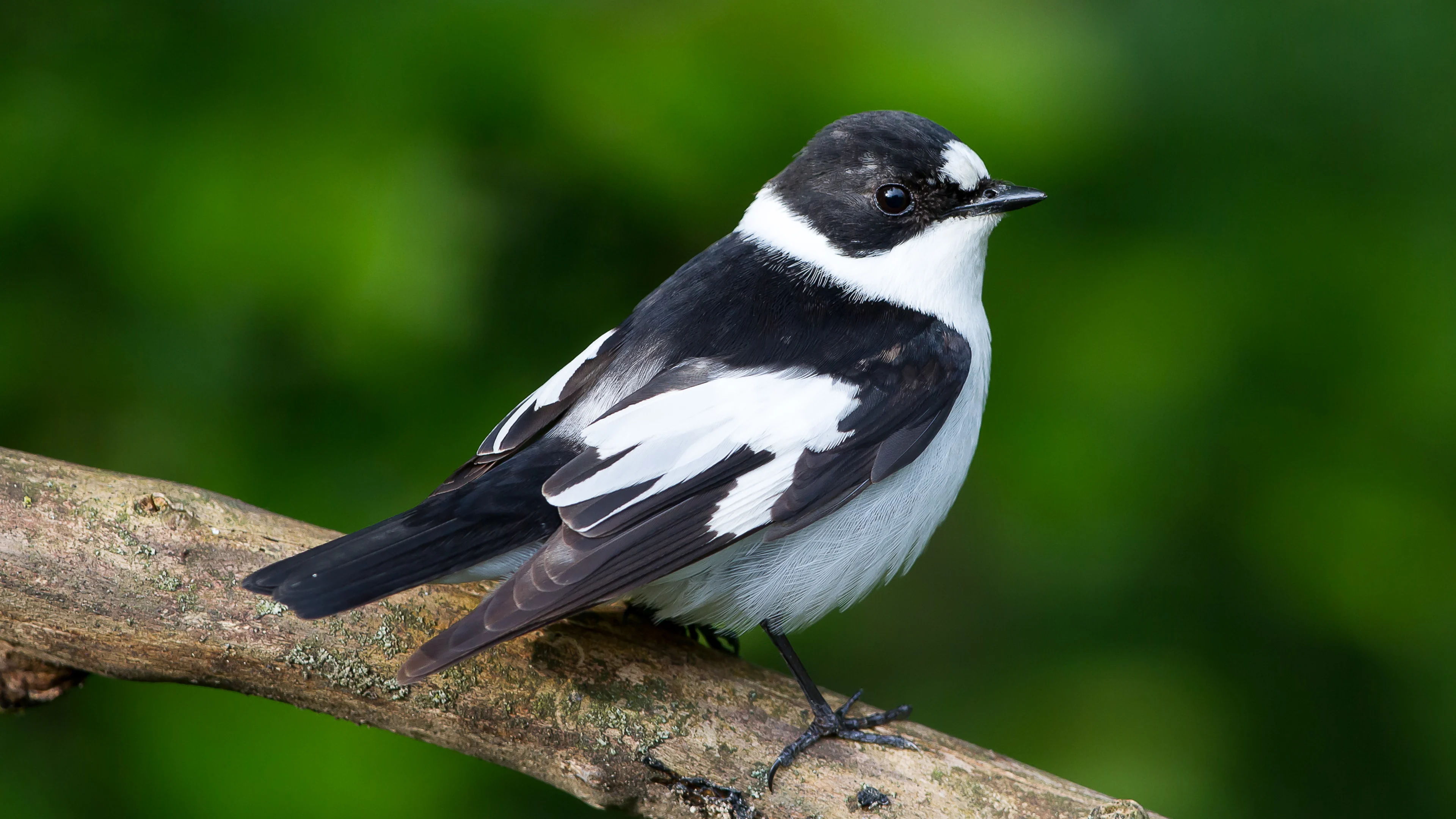 Ein Halsbandschnäpper-Männchen auf einem Ast.