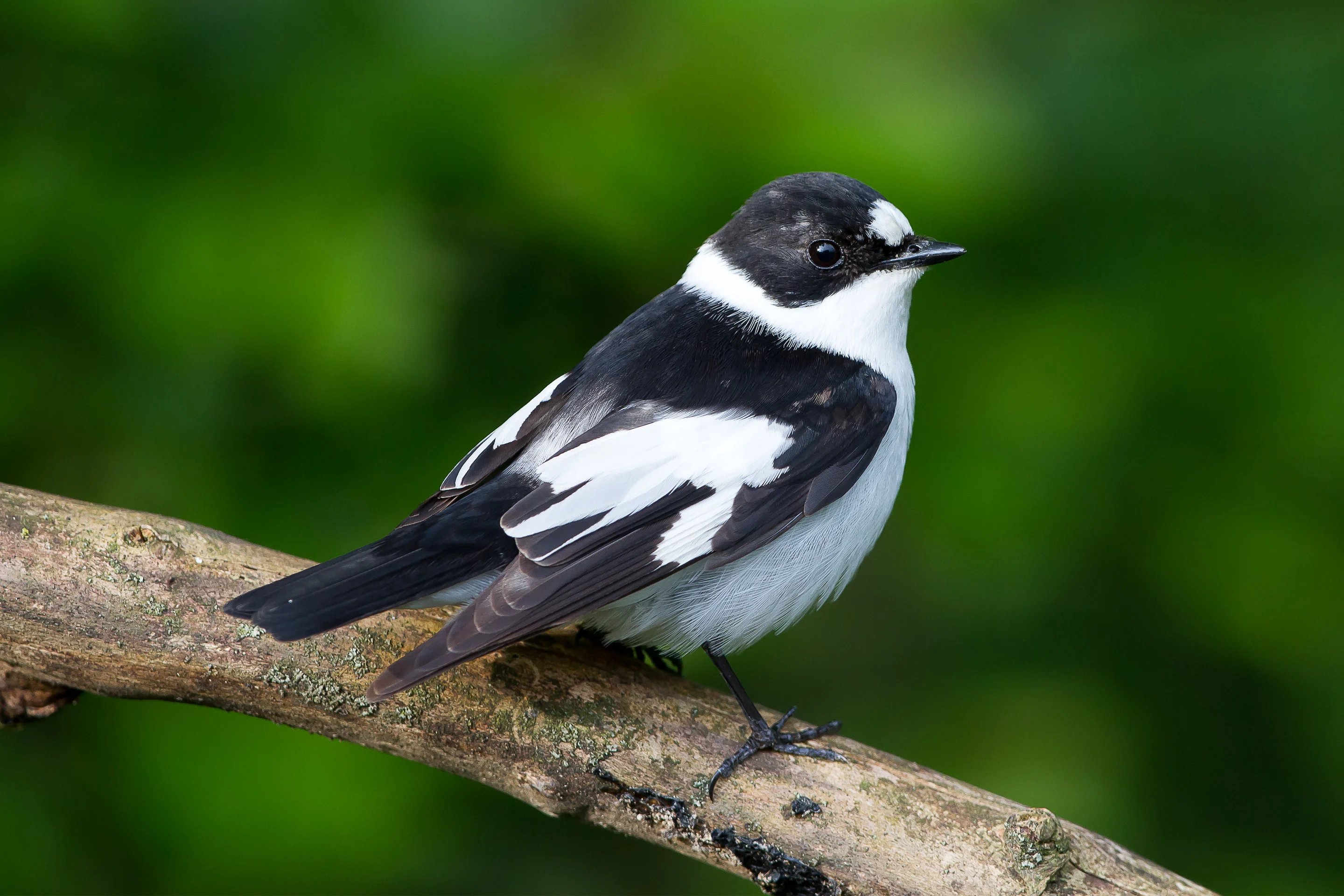 Ein Halsbandschnäpper-Männchen auf einem Ast.
