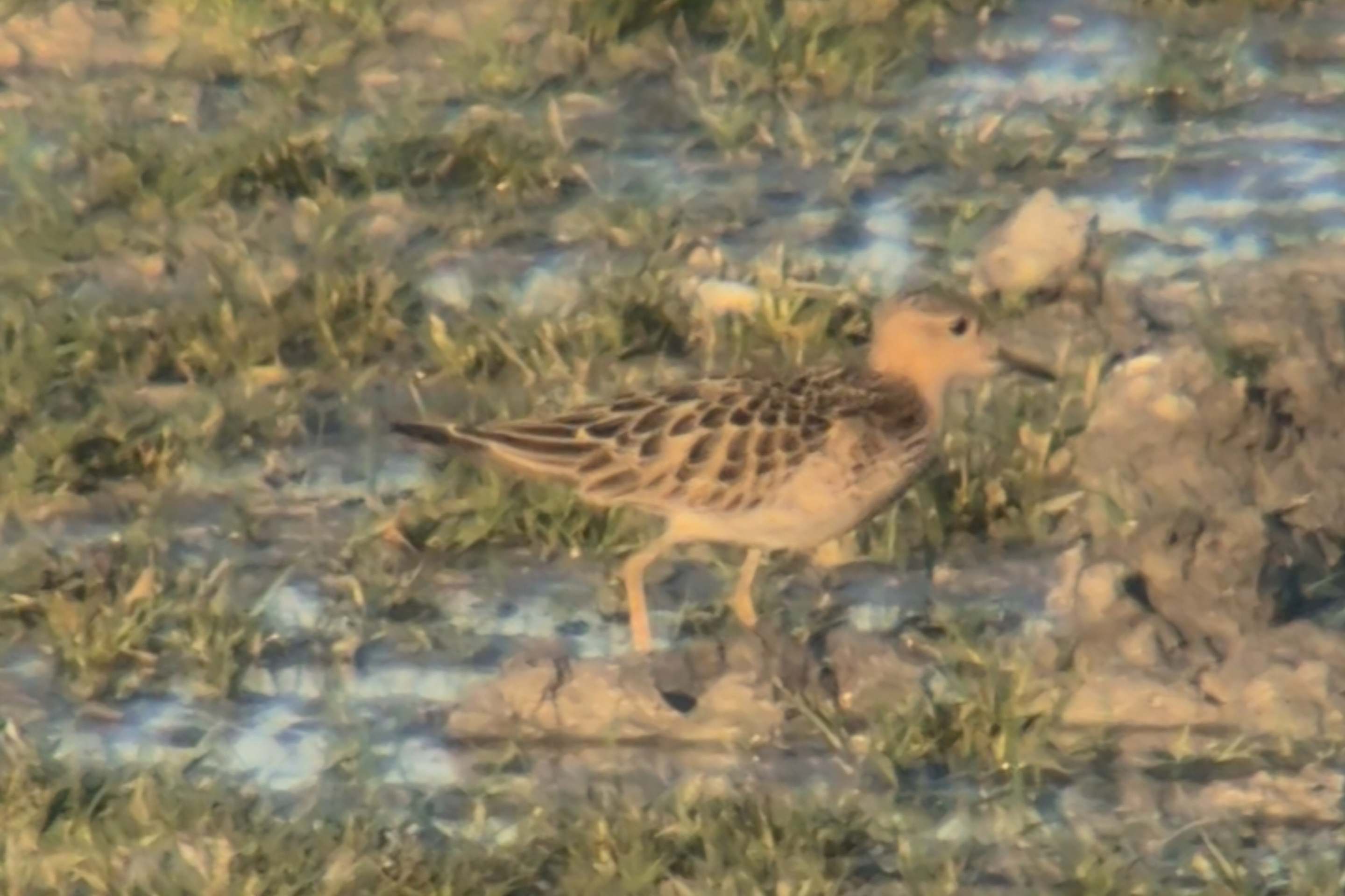 Ein Grasläufer zu Besuch in Österreich.