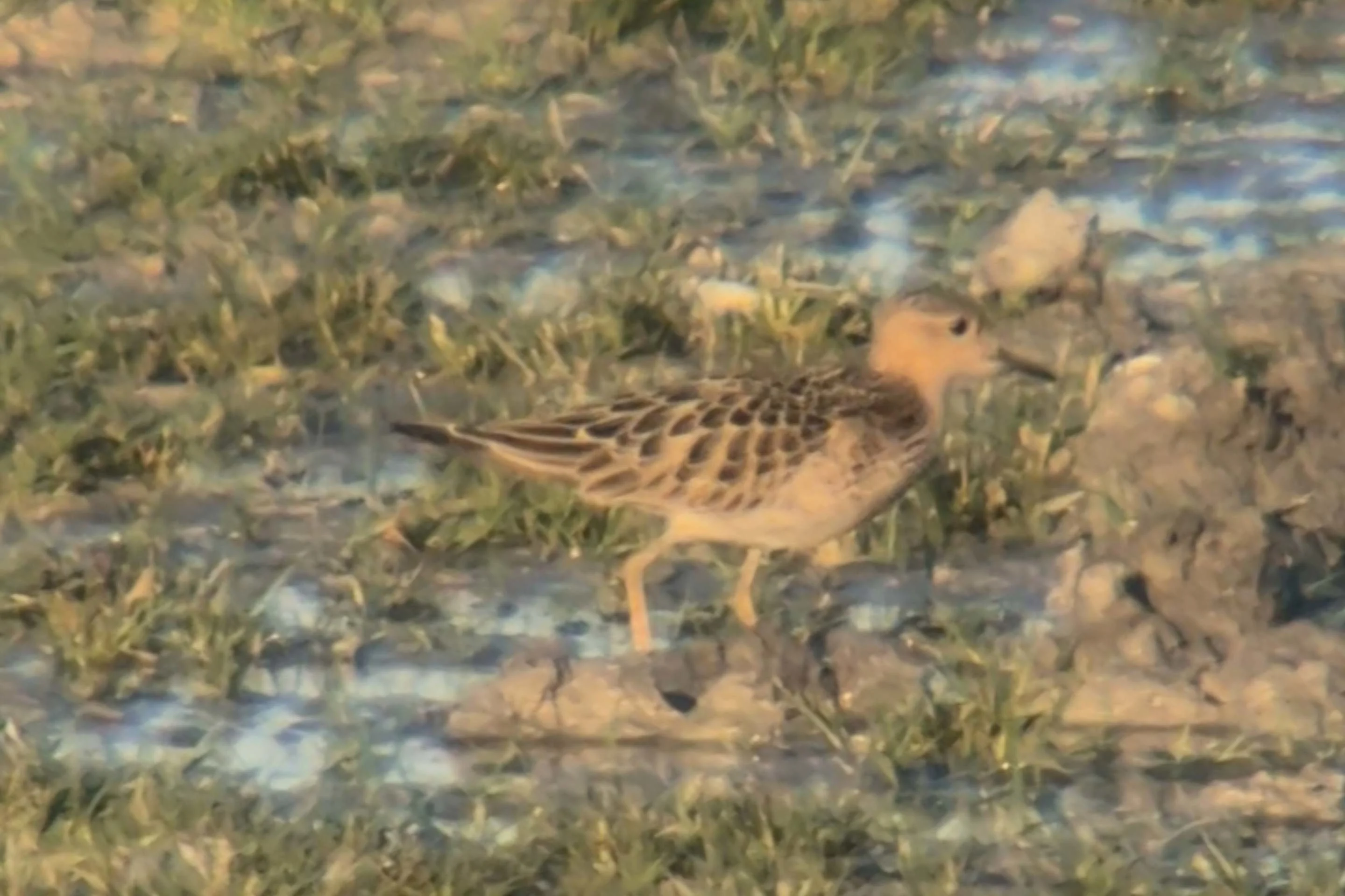 Ein Grasläufer zu Besuch in Österreich.