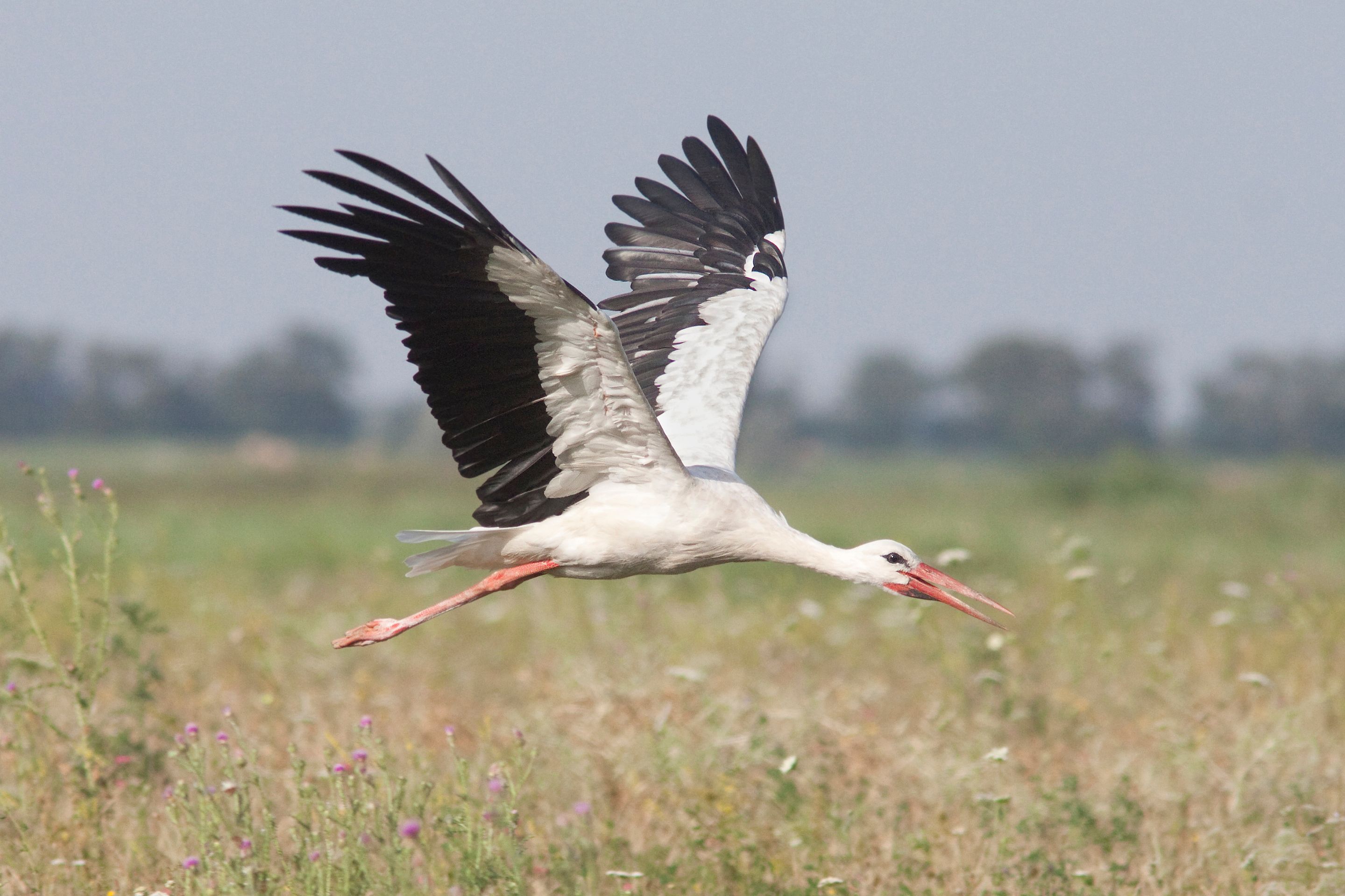 Ein Weißstorch fliegt über das nördliche Burgenland.