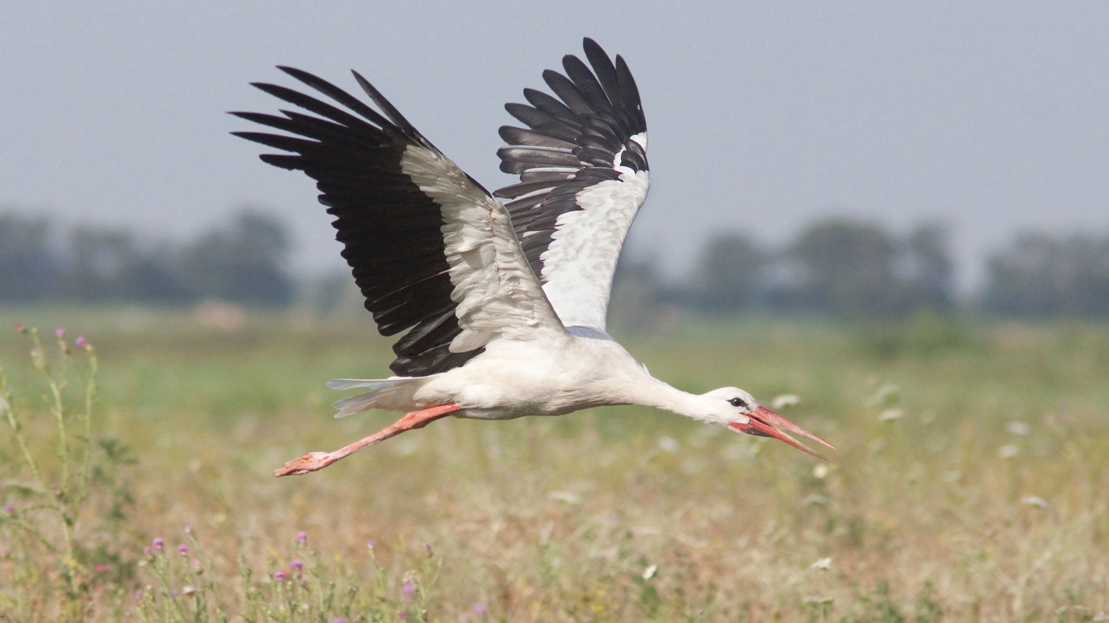 Ein Weißstorch fliegt über das nördliche Burgenland.