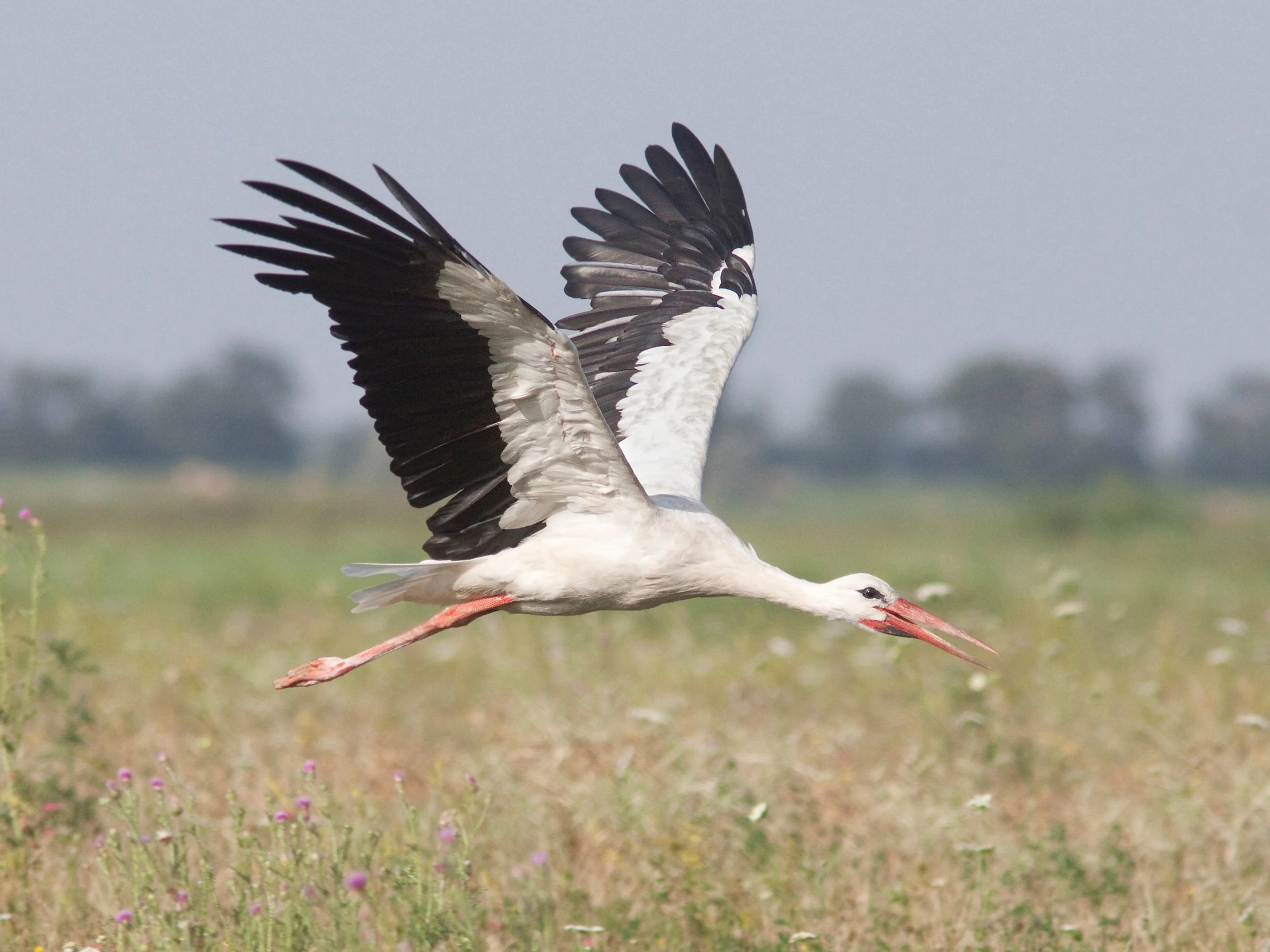 Ein Weißstorch fliegt über das nördliche Burgenland.