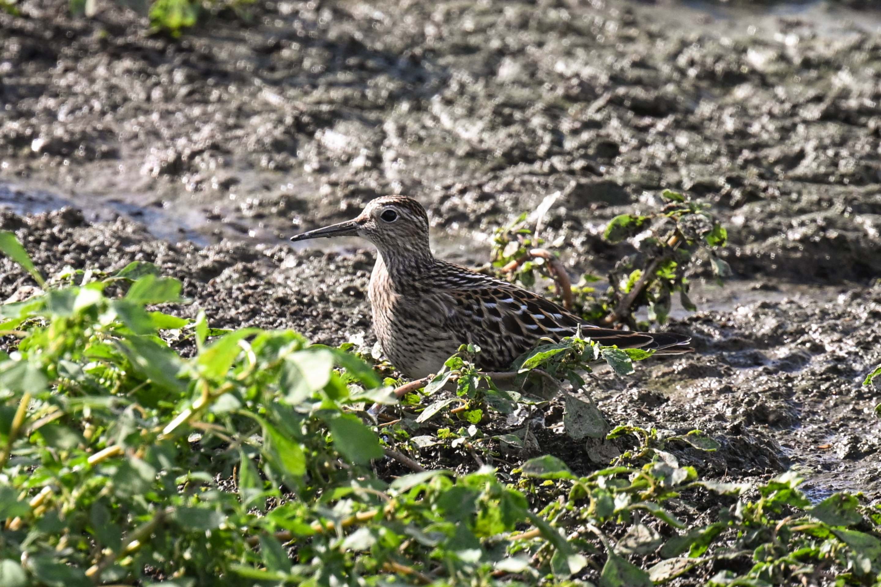 Ein Graubrust-Strandläufer in der Nähe von Tulln.