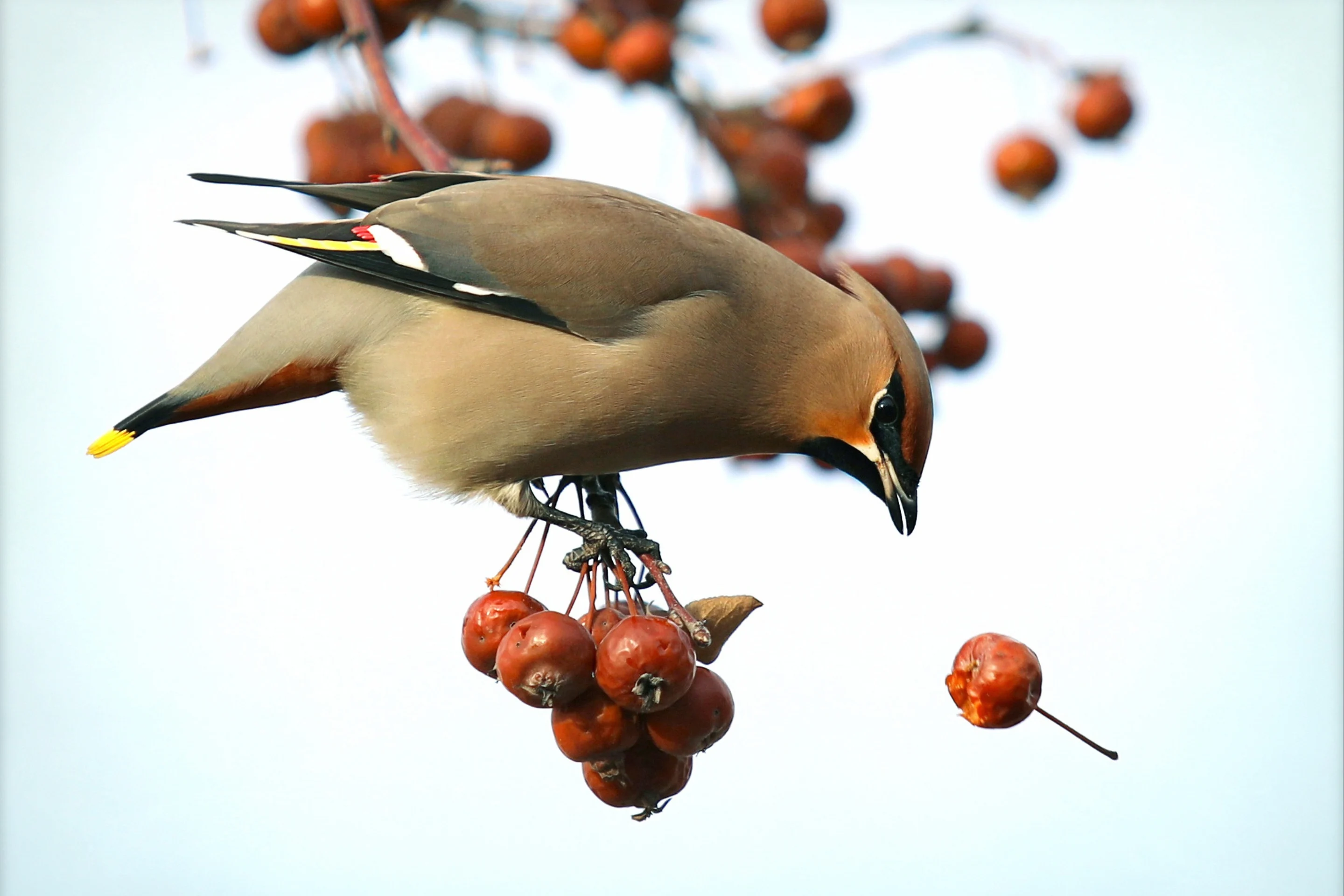 Ein Seidenschwanz sitzt auf einem Fruchtstad des Weißdorns.