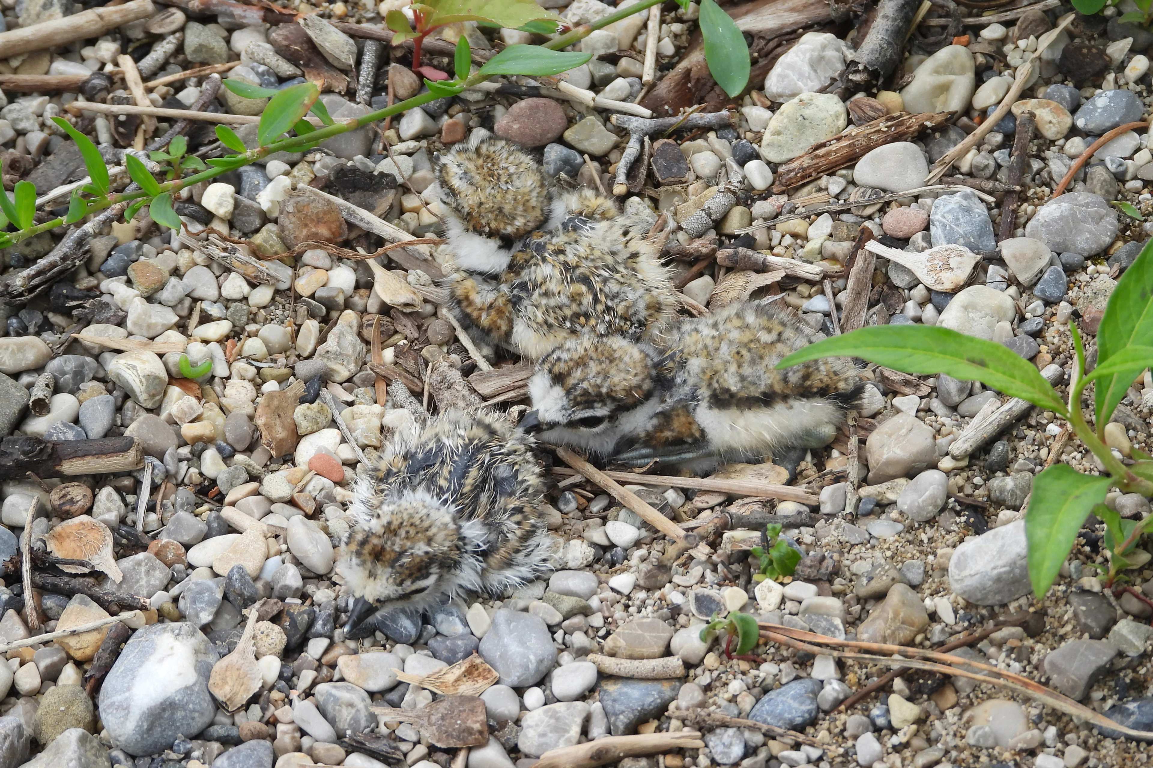 Junge Flussregenpfeifer am Ufer eines Flusses.
