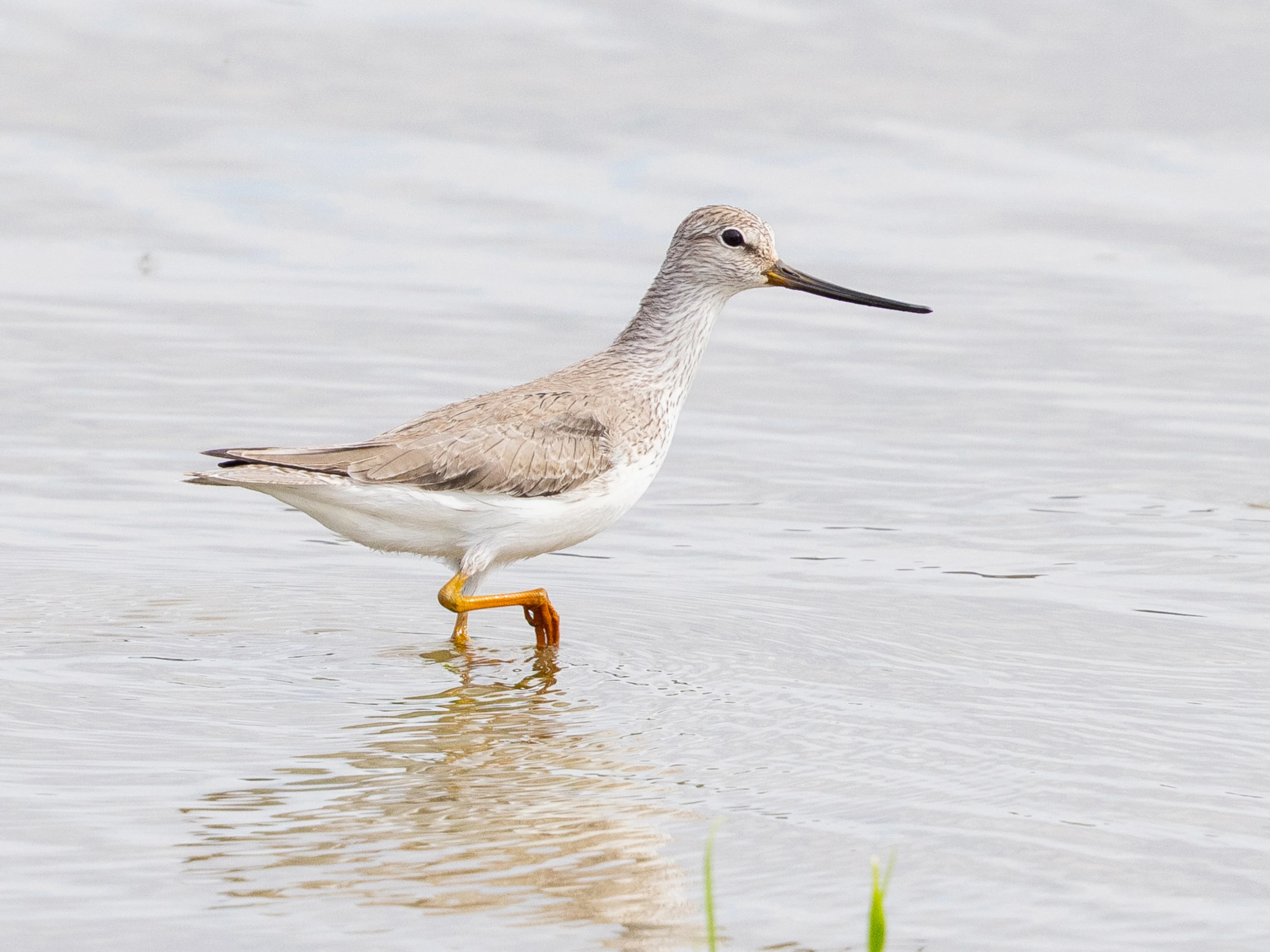 Ein Terekwasserläufer in Österreich.
