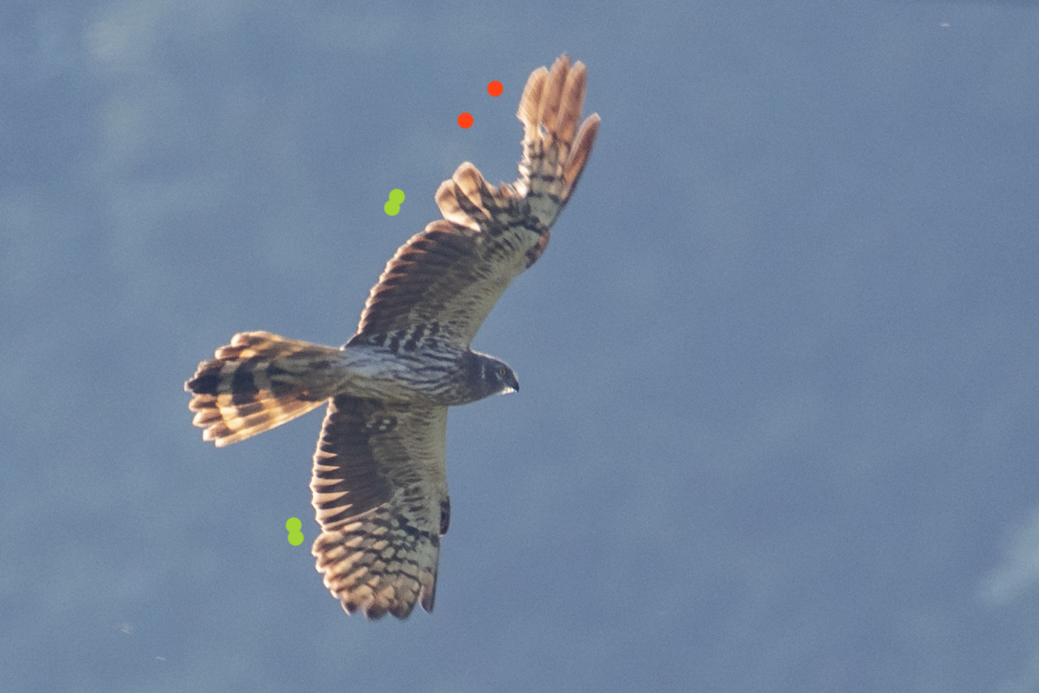 Der Vogel mausert ins 2. Kleid und erneuert zum Zeitpunkt der Aufnahme beidseitig die ersten beiden Handschwingen (grüne Punkte). Trotz des Fehlens zweier Schwungfedern sind diese Lücken relativ klein. Im rechten Flügel ist zusätzlich eine große Lücke im zentralen Handflügel zu sehen. Die Handschwingen 5 und 6 sind vollkommen abgebrochen, die Handschwinge 7 zeigt eine stark beschädigte Fahne. Der Vogel wurde mit derselben Schussmarke bereits einen Monat zuvor etwa 20 km nördlich fotografiert. Dies zeigt, dass Schussmarken lange erhalten bleiben können, insbesondere wenn die beschädigten Federn nicht ausfallen. Die individuelle Identifizierung anhand der Verletzungen kann daher wertvolle Hinweise geben, ob ein Vogel ortstreu ist (und daher womöglich vor Ort verletzt wurde). 
