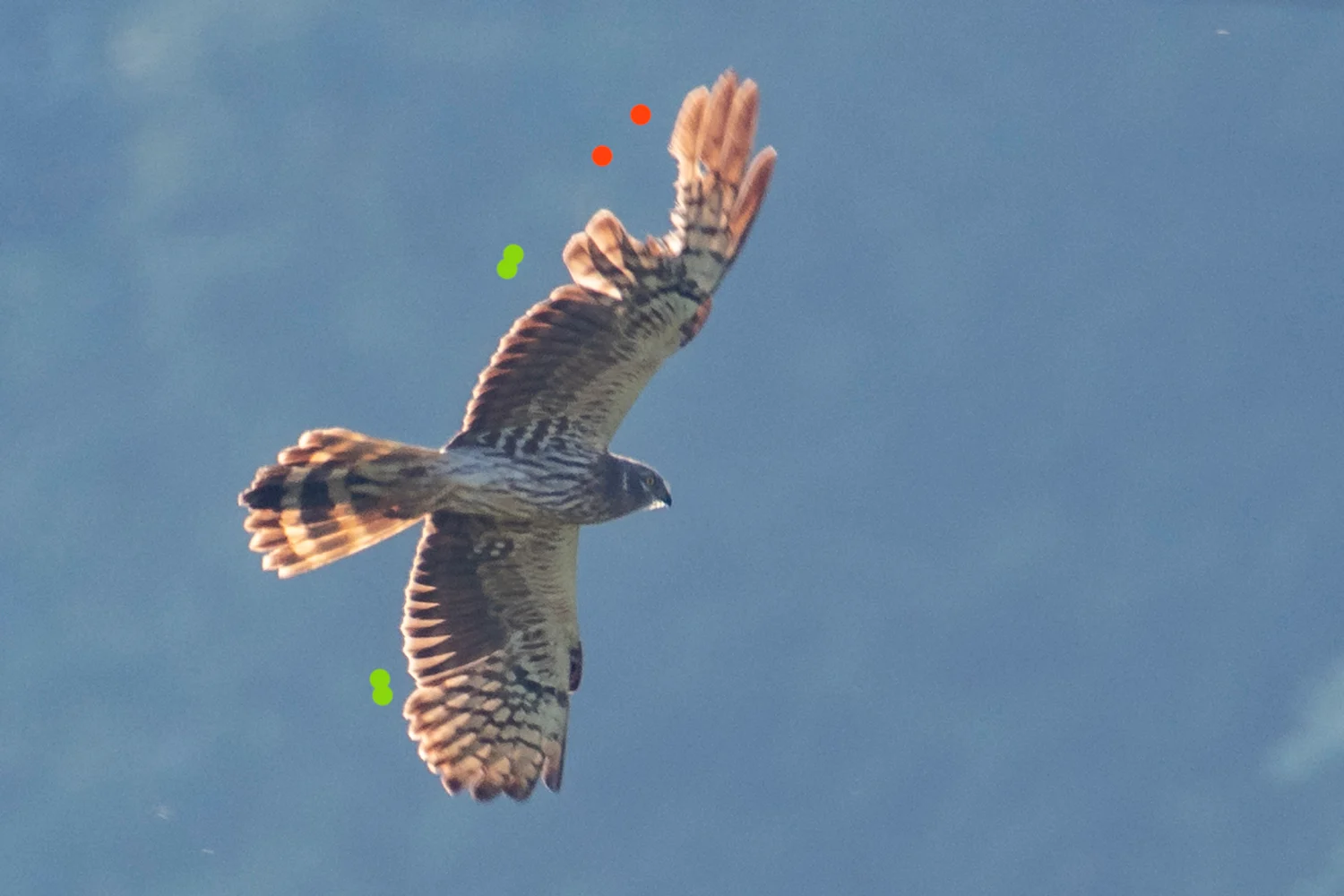 Der Vogel mausert ins 2. Kleid und erneuert zum Zeitpunkt der Aufnahme beidseitig die ersten beiden Handschwingen (grüne Punkte). Trotz des Fehlens zweier Schwungfedern sind diese Lücken relativ klein. Im rechten Flügel ist zusätzlich eine große Lücke im zentralen Handflügel zu sehen. Die Handschwingen 5 und 6 sind vollkommen abgebrochen, die Handschwinge 7 zeigt eine stark beschädigte Fahne. Der Vogel wurde mit derselben Schussmarke bereits einen Monat zuvor etwa 20 km nördlich fotografiert. Dies zeigt, dass Schussmarken lange erhalten bleiben können, insbesondere wenn die beschädigten Federn nicht ausfallen. Die individuelle Identifizierung anhand der Verletzungen kann daher wertvolle Hinweise geben, ob ein Vogel ortstreu ist (und daher womöglich vor Ort verletzt wurde).