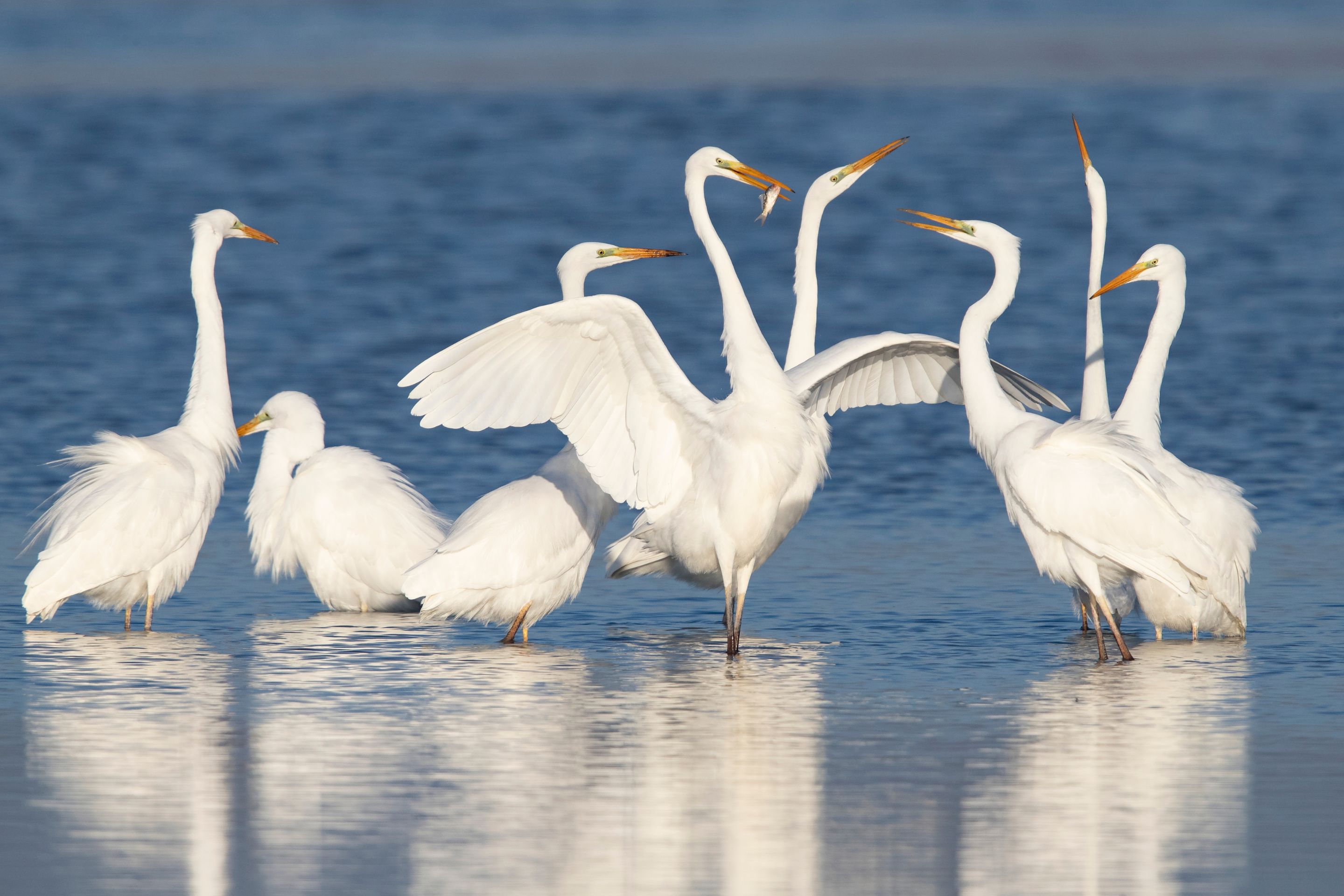 Mehrere Silberreiher stehen im Wasser.