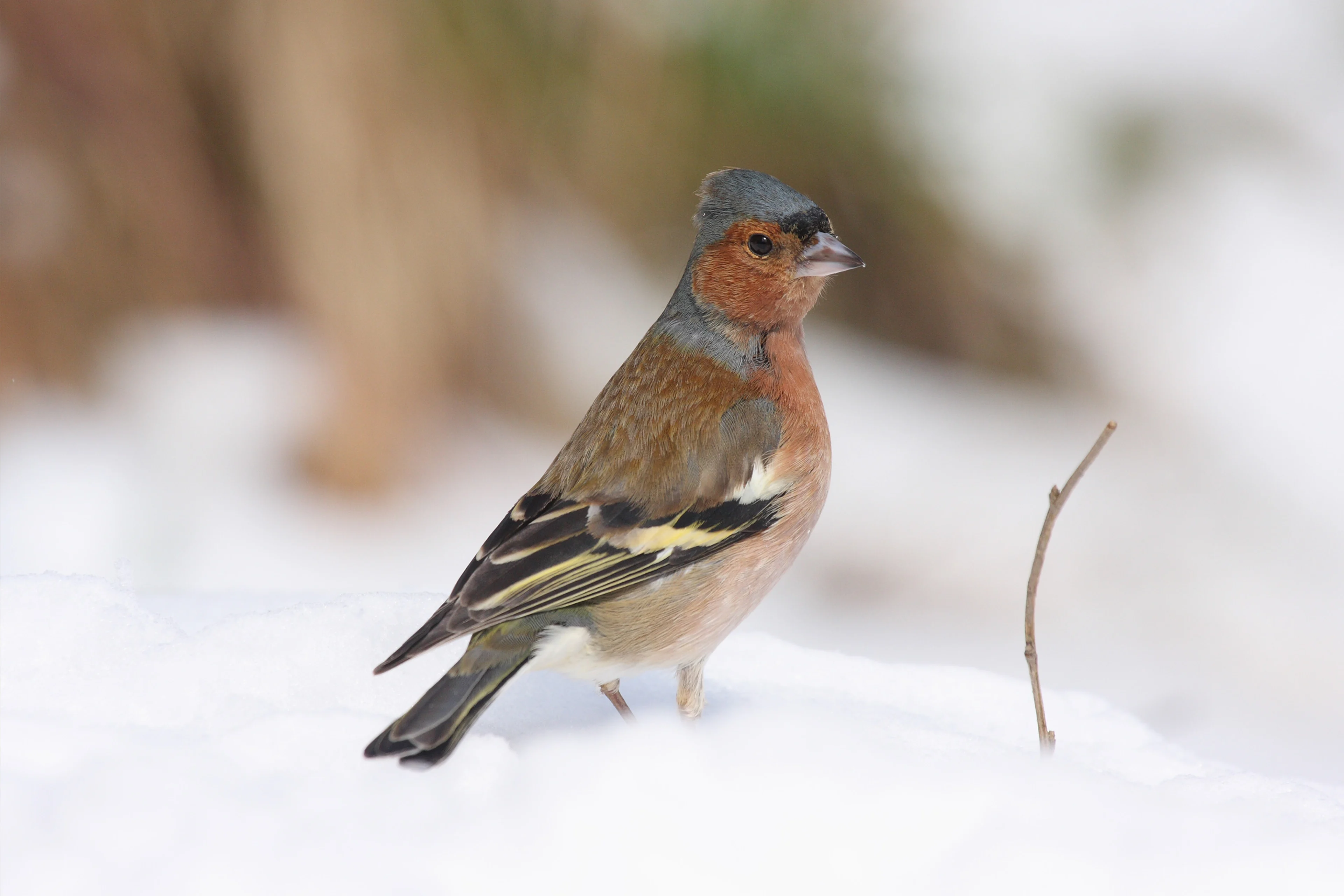 Auf diesem Bild sehen Sie ein Buchfink-Männchen, welches im Schnee steht.