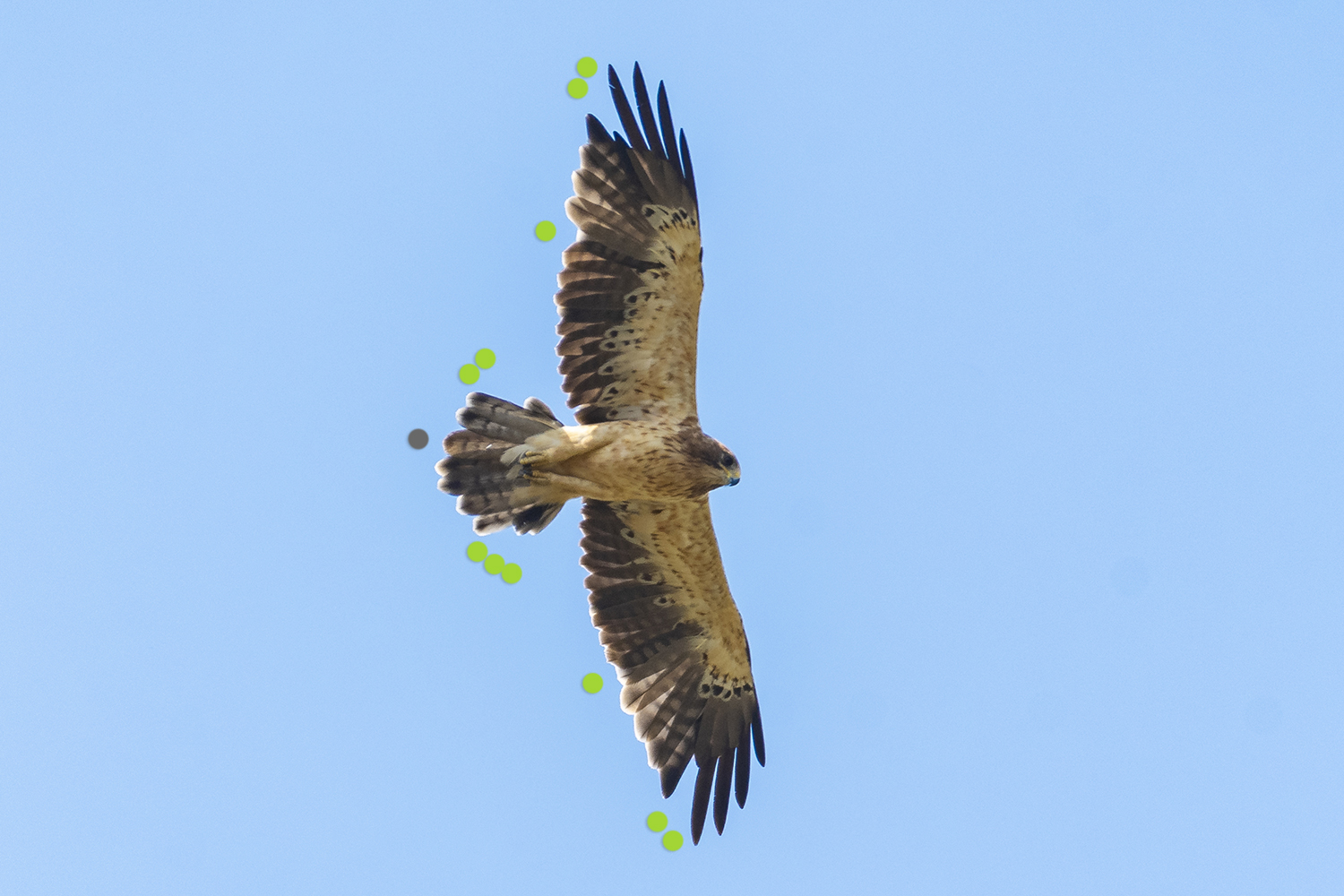 Der vorjährige Vogel mausert intensiv ins 2. Kleid und zeigt einen überwiegend synchronen Mauserverlauf. In beiden Flügeln zeigt sich eine Lücke im Bereich der Handschwingen 5 und 6, im rechten Flügel ist die Spitze der neuen 5. Handschwinge schon gut zu sehen. Daneben schiebt Armschwinge 1 ebenfalls beidseitig und ist schon fast völlig erneuert. Im Stoß sind, soweit erkennbar, nur 7 der 12 Stoßfedern einigermaßen vollständig ausgebildet. Links sind die drei inneren Stoßfedern erneuert, die drei äußeren schieben bzw. fehlen. Rechts hingegen stehen die vier inneren Stoßfedern, wobei die zweite (grauer Punkt) nicht vermausert wurde und aus dem Jugendgefieder stammt. Hier fehlen bzw. schieben außen dafür nur mehr Nr. 5 und 6. Der Mauserverlauf im Stoß ist daher leicht asynchron.