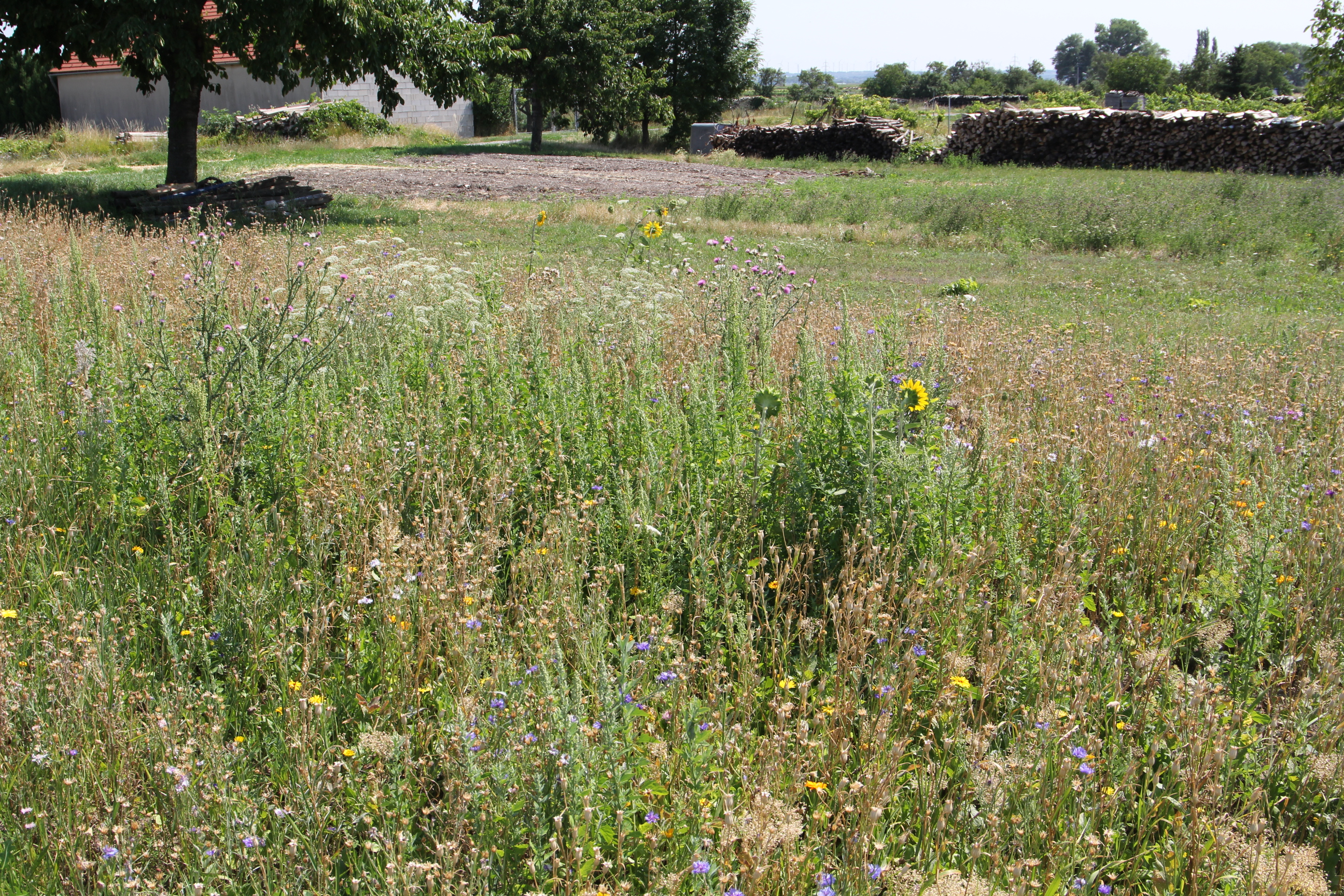 Eine finkenfreundliche Wiese in einer Gemeinde.
