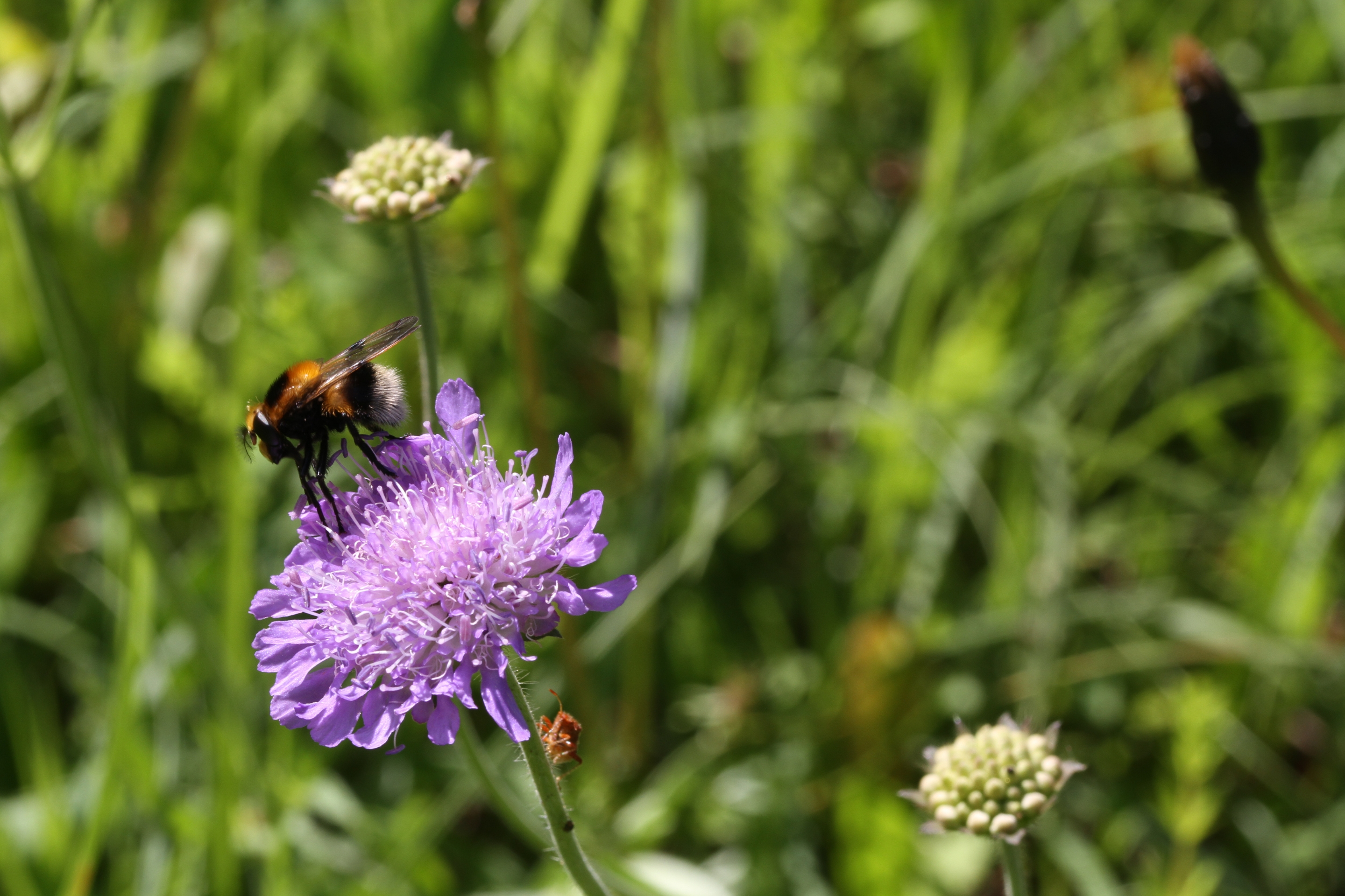 Witwenblume mit Insekten in einem Garten bei Gaming.