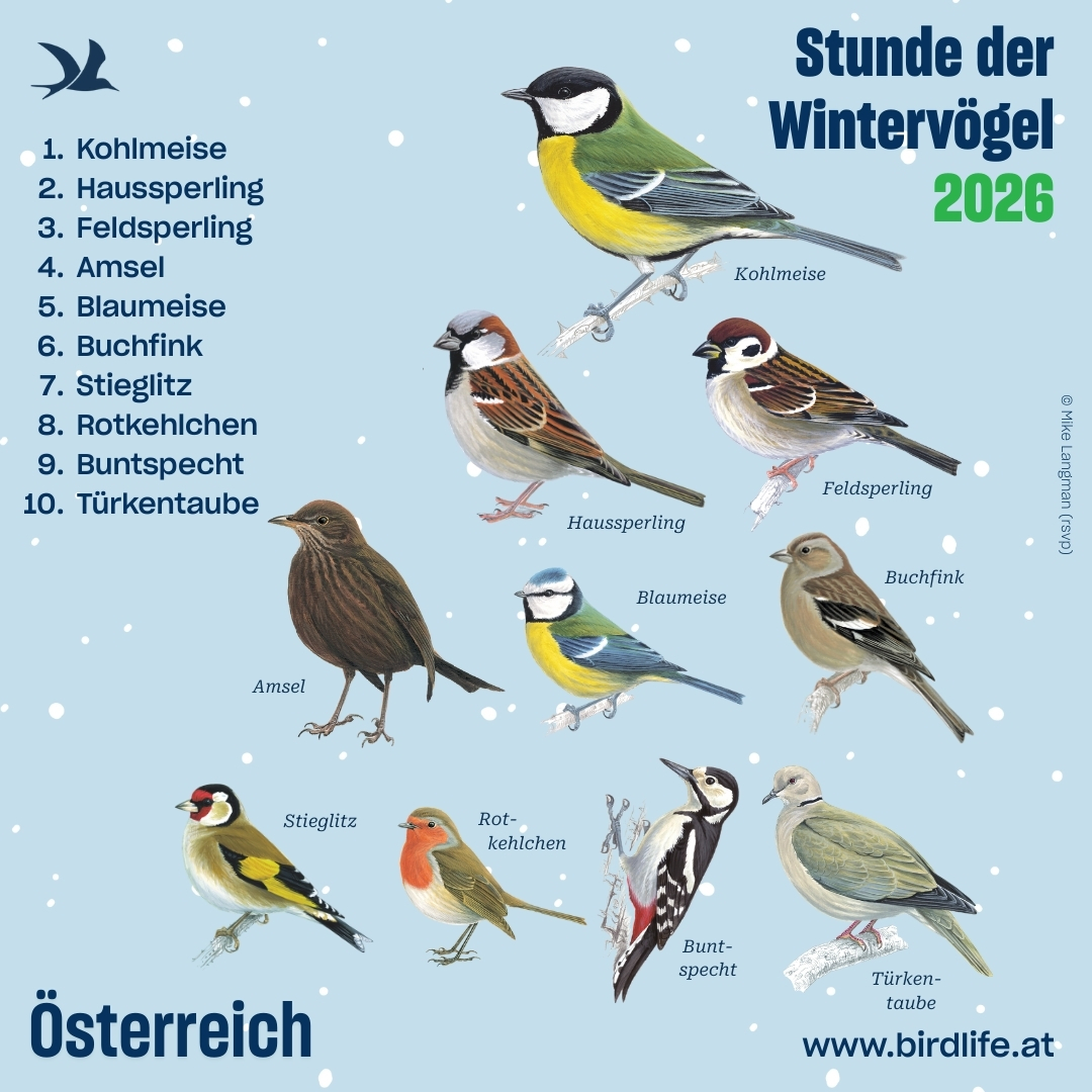 Die Top 10 Österreichs der Stunde der Wintervögel.