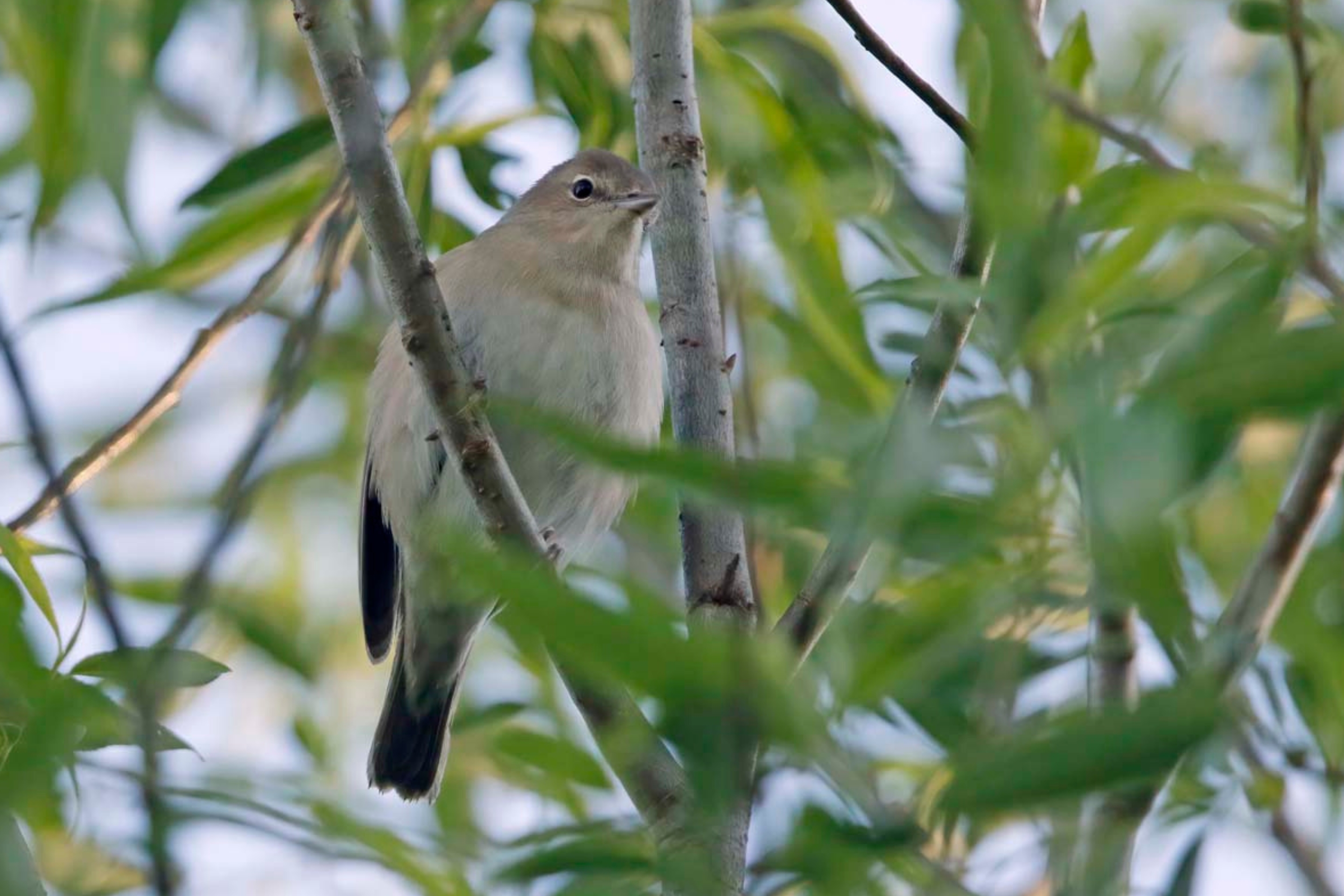 Eine Gartengrasmücke gut getarnt in einem Baum.