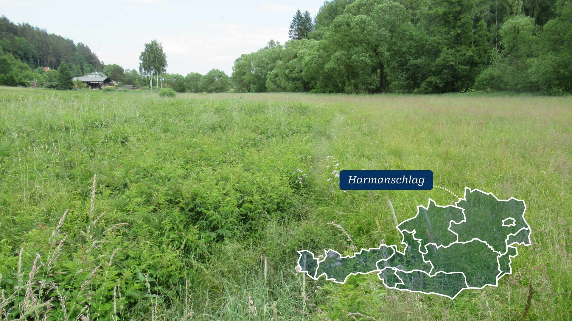 Eine der Naturschutzflächen von BirdLife Österreich in Harmannschlag in Niederösterreich.