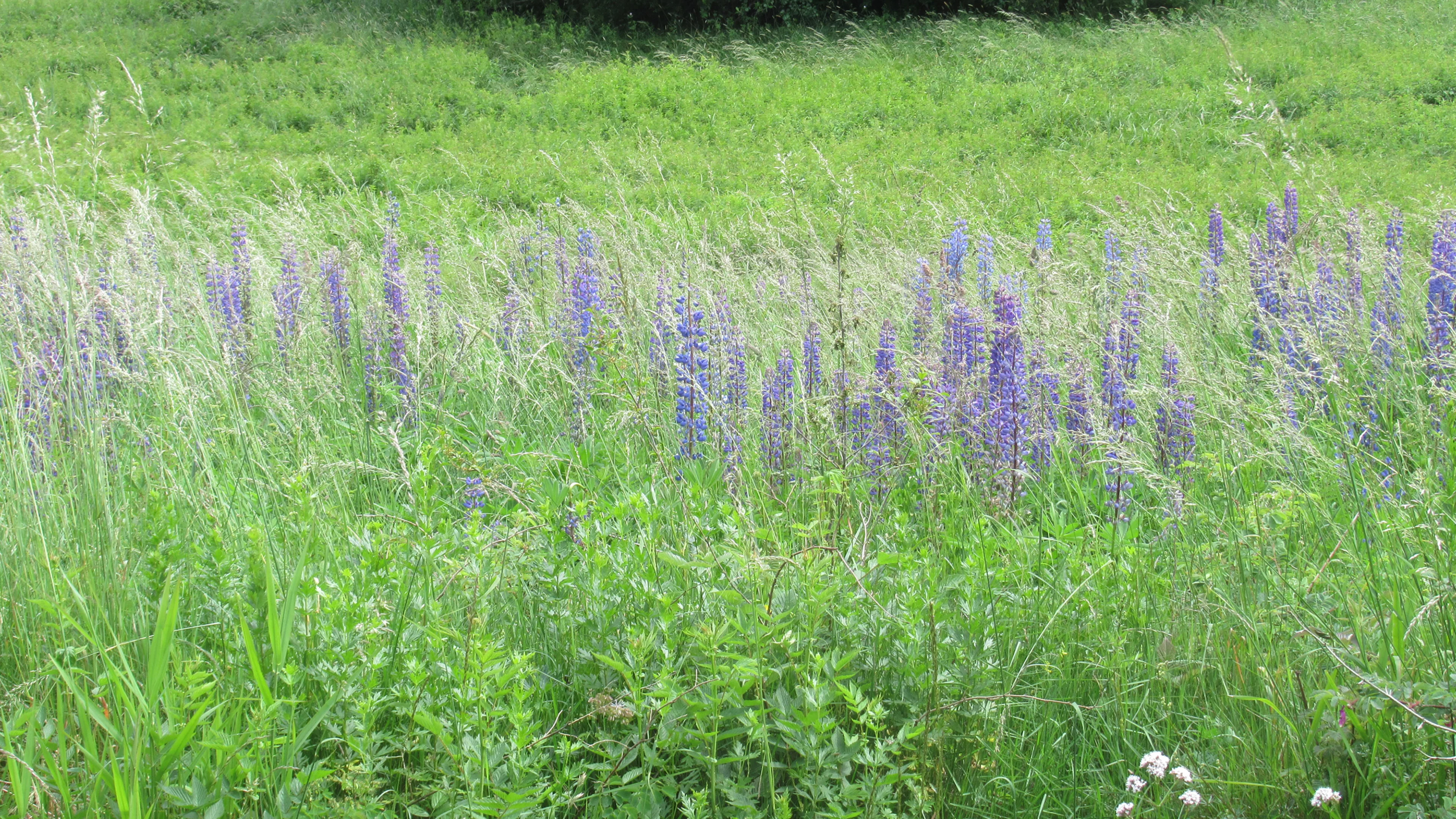 Eine der Naturschutzflächen von BirdLife Österreich in Harmannschlag in Niederösterreich.