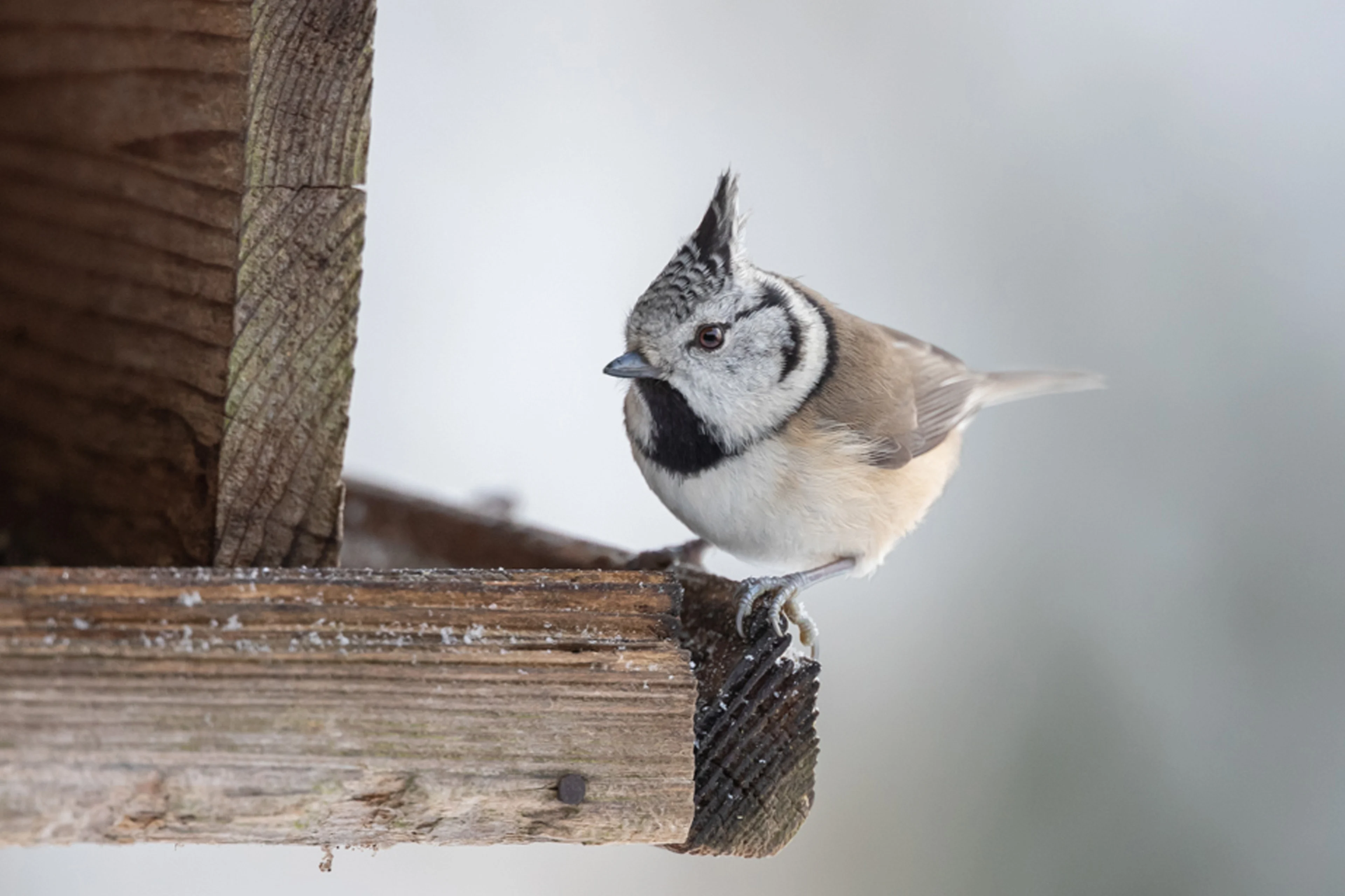 Eine Haubenmeise an der Futterstelle.