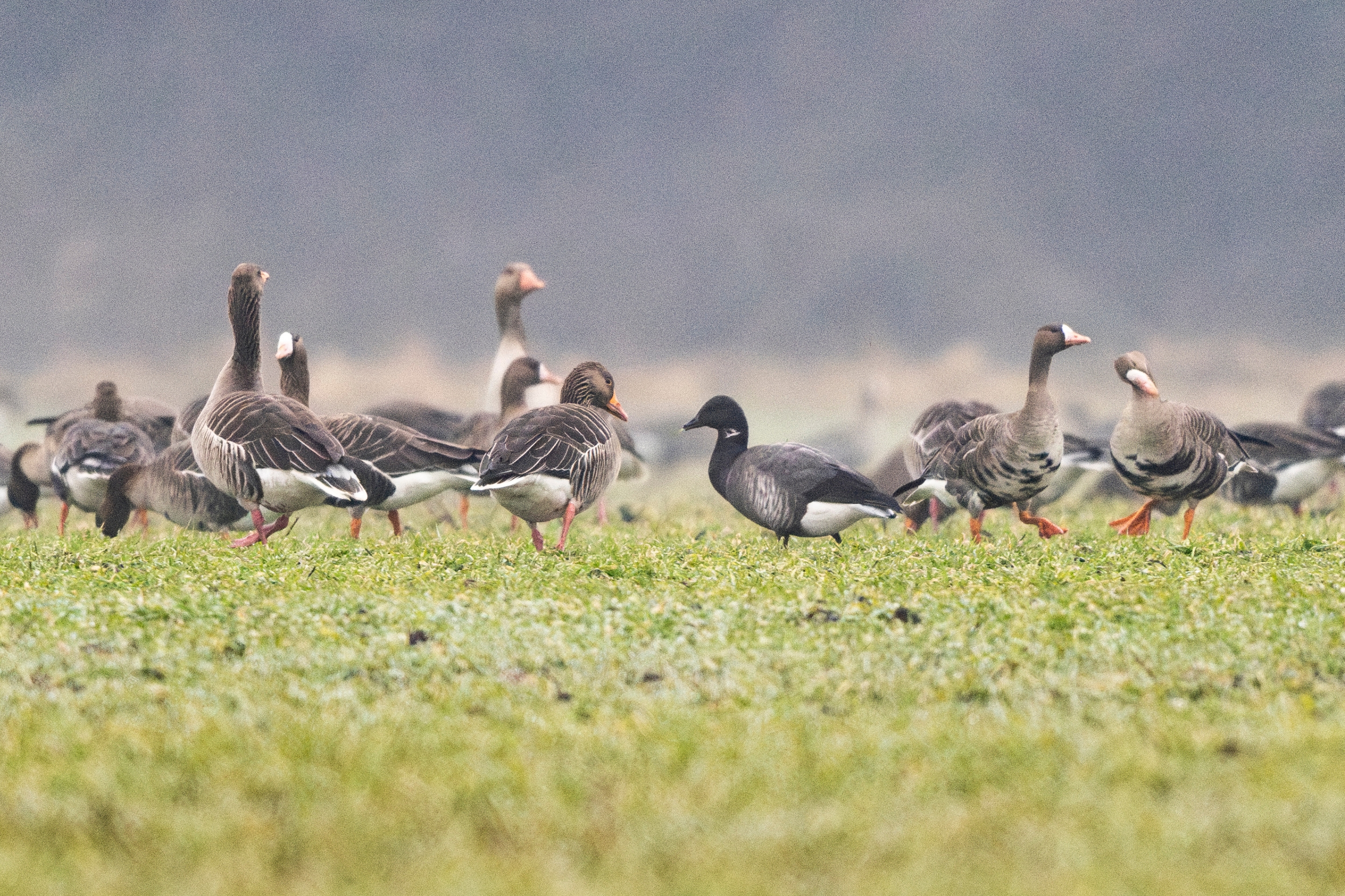 Eine Ringelgans unter vielen anderen Gänsen zwischen Purbach und Donnerskirchen.
