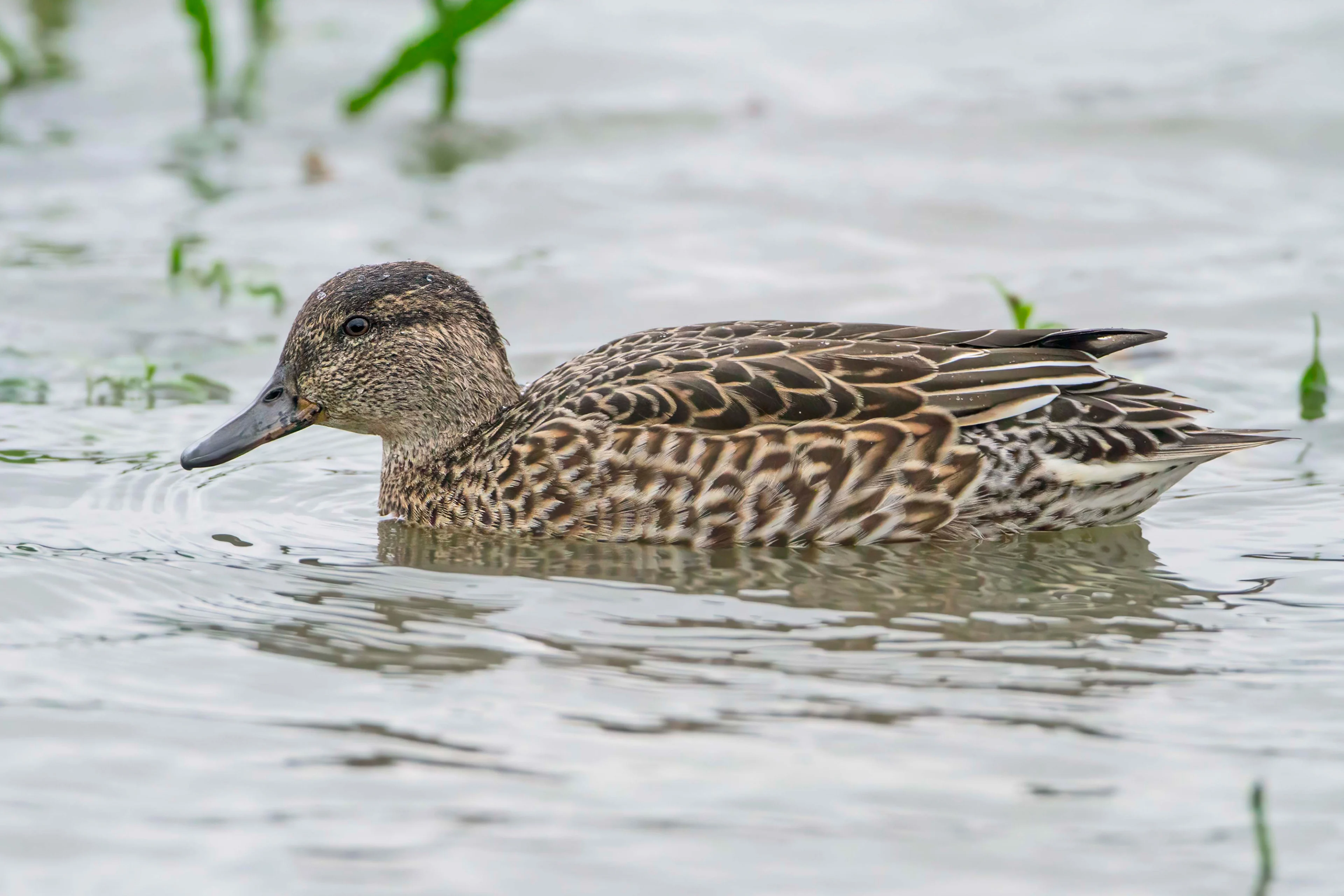 Ein Krickenten-Weibchen.